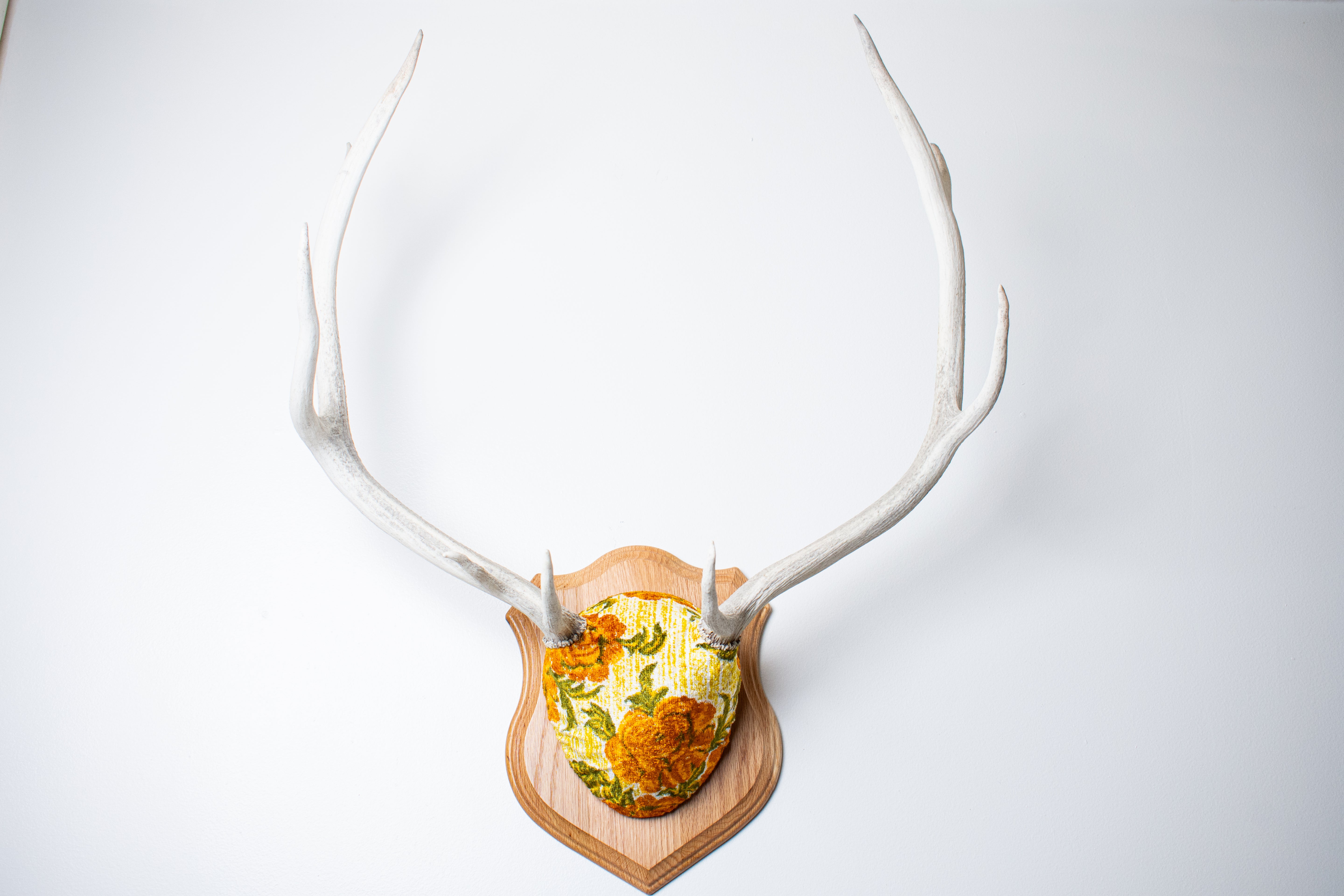 Elk Antler Mount | Golden Marigold | 11