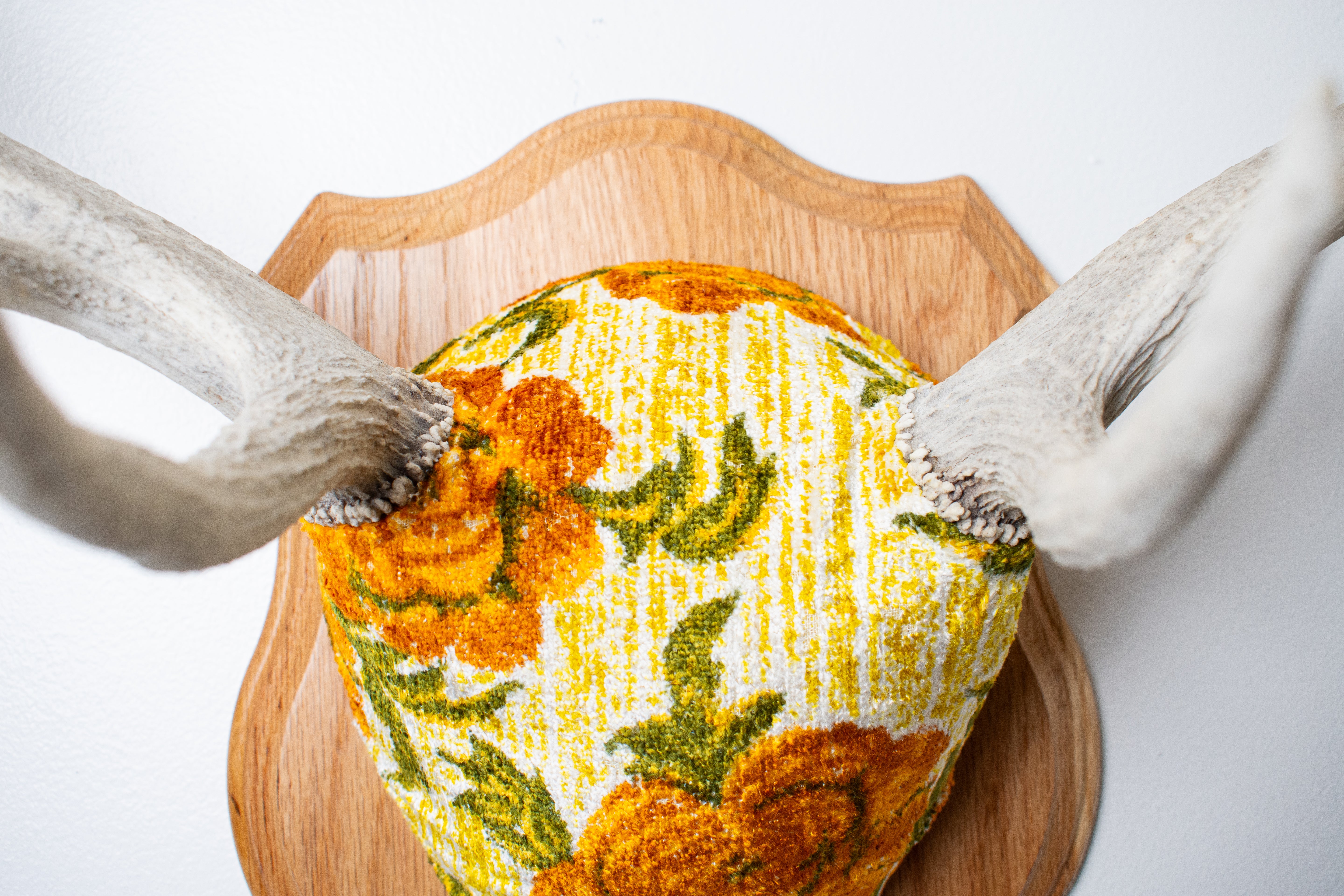 Elk Antler Mount | Golden Marigold | 11