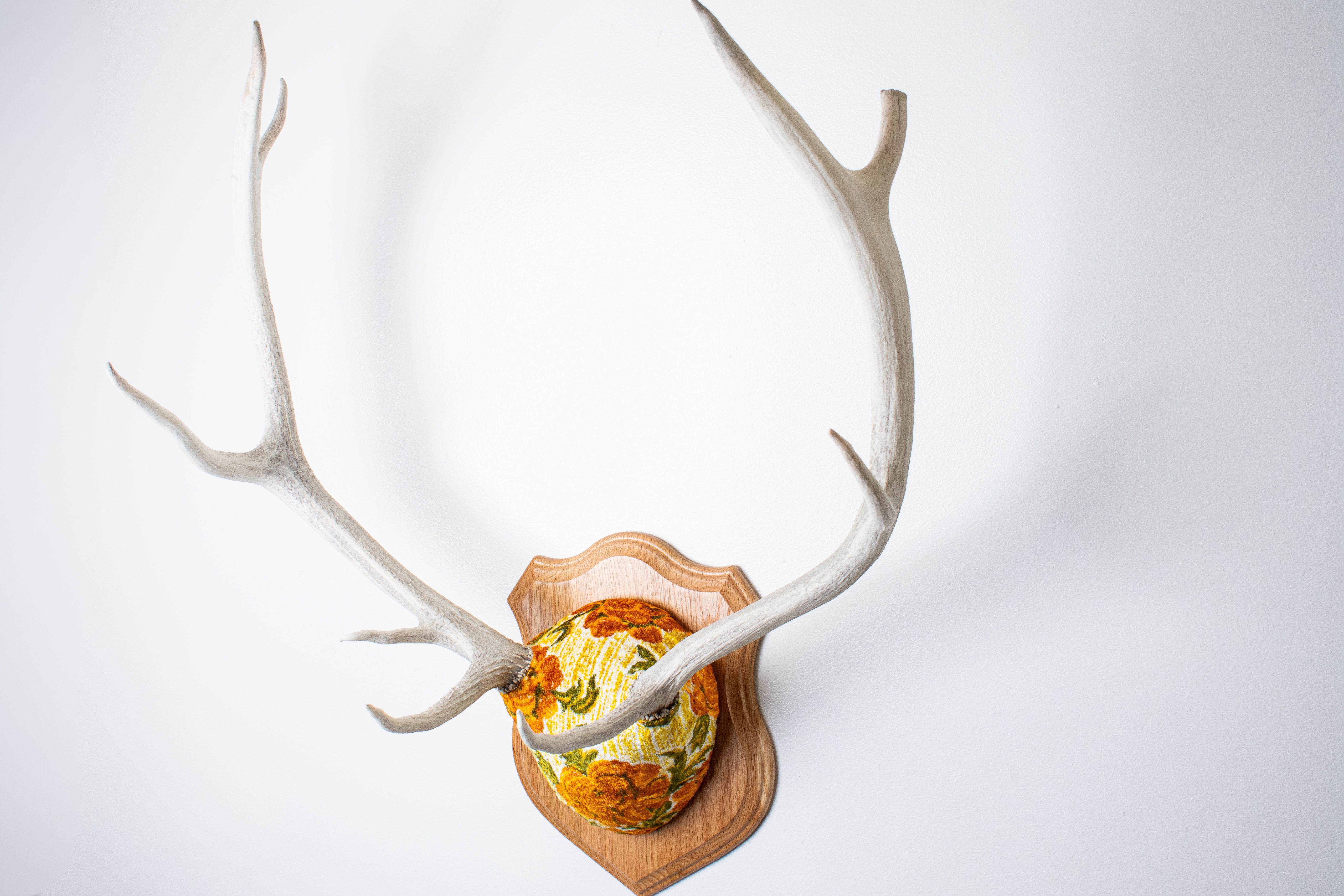 Elk Antler Mount | Golden Marigold | 11