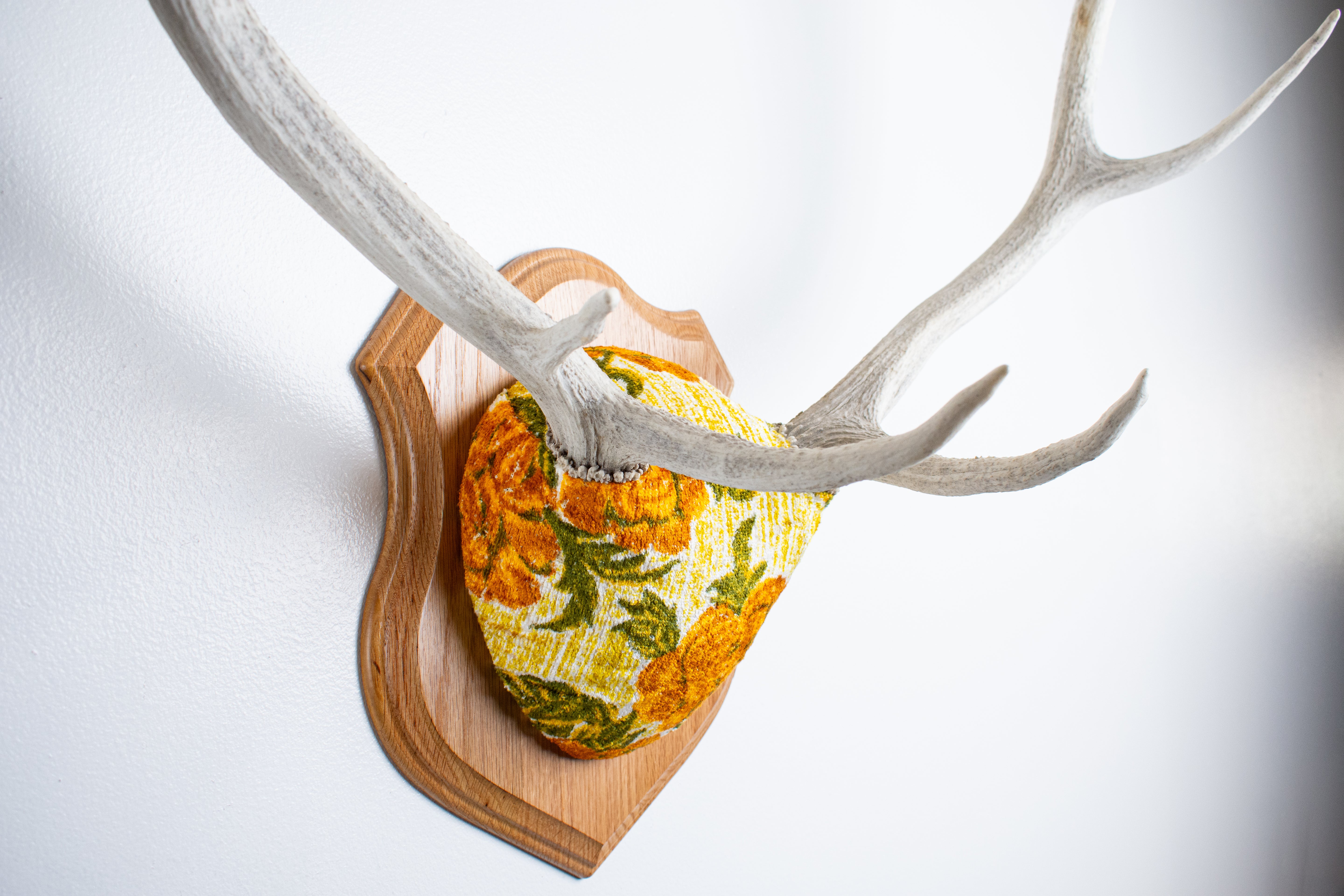 Elk Antler Mount | Golden Marigold | 11