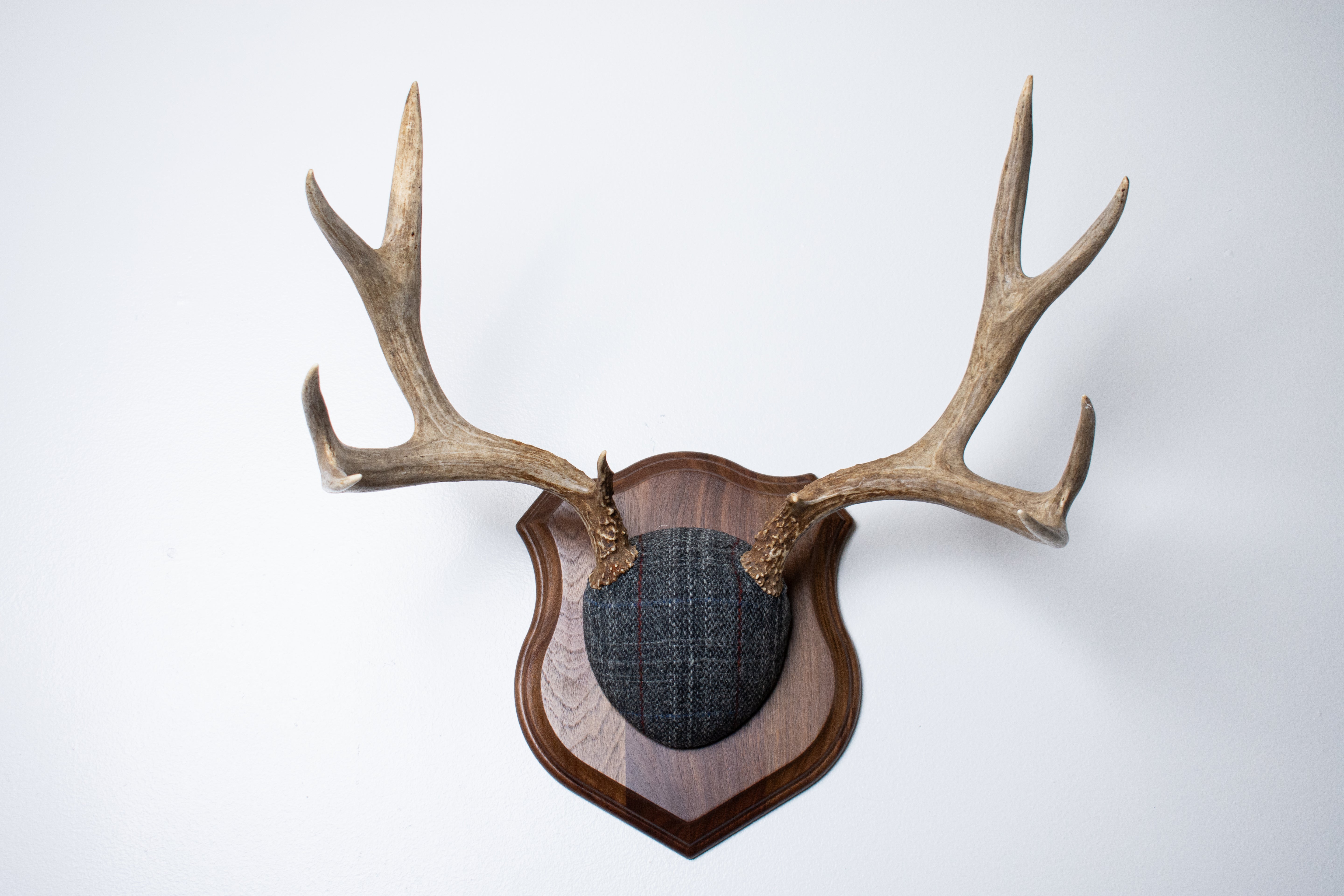 Mule Deer Antler Mount | Grey with Red Overcheck Herringbone | 24