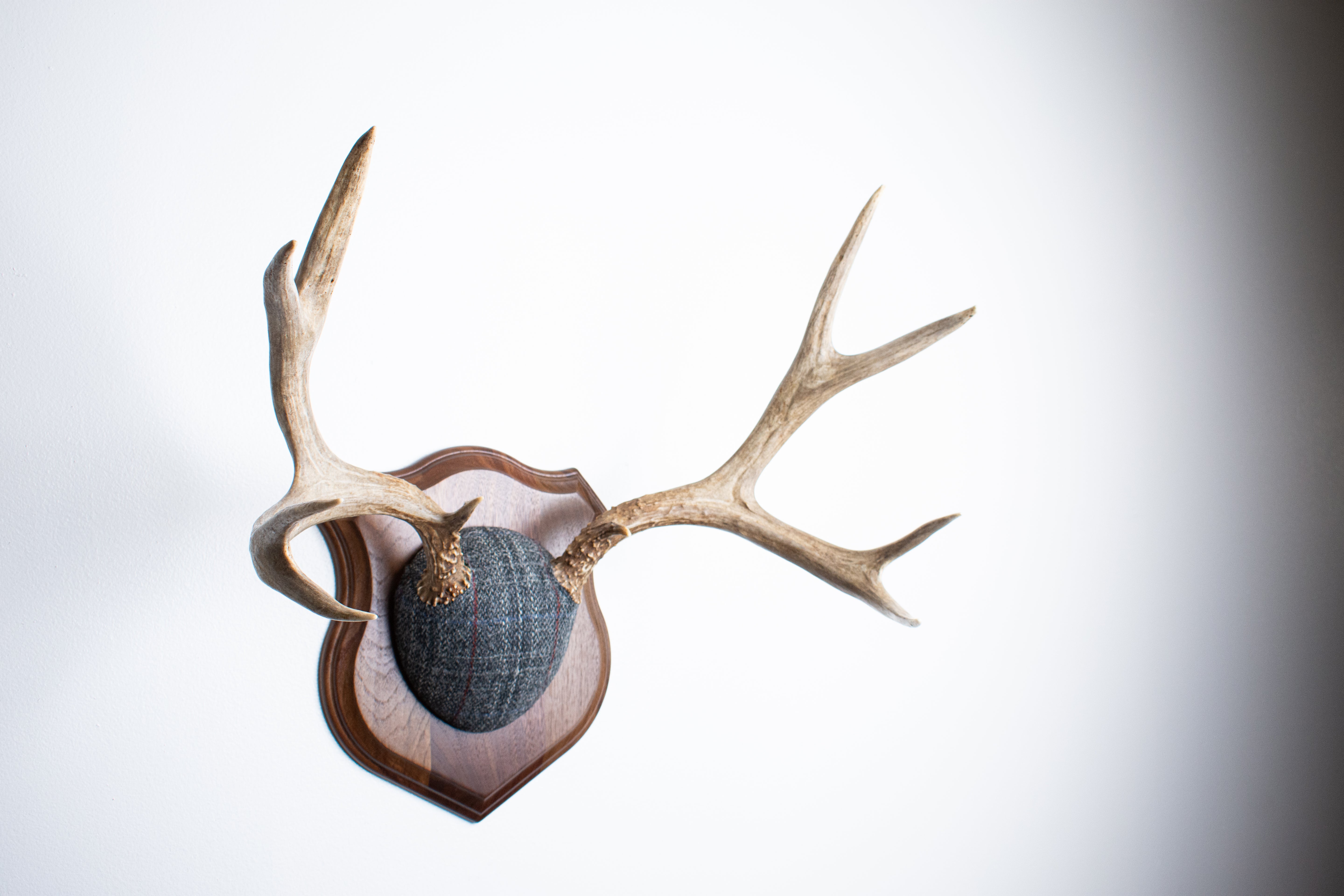 Mule Deer Antler Mount | Grey with Red Overcheck Herringbone | 24