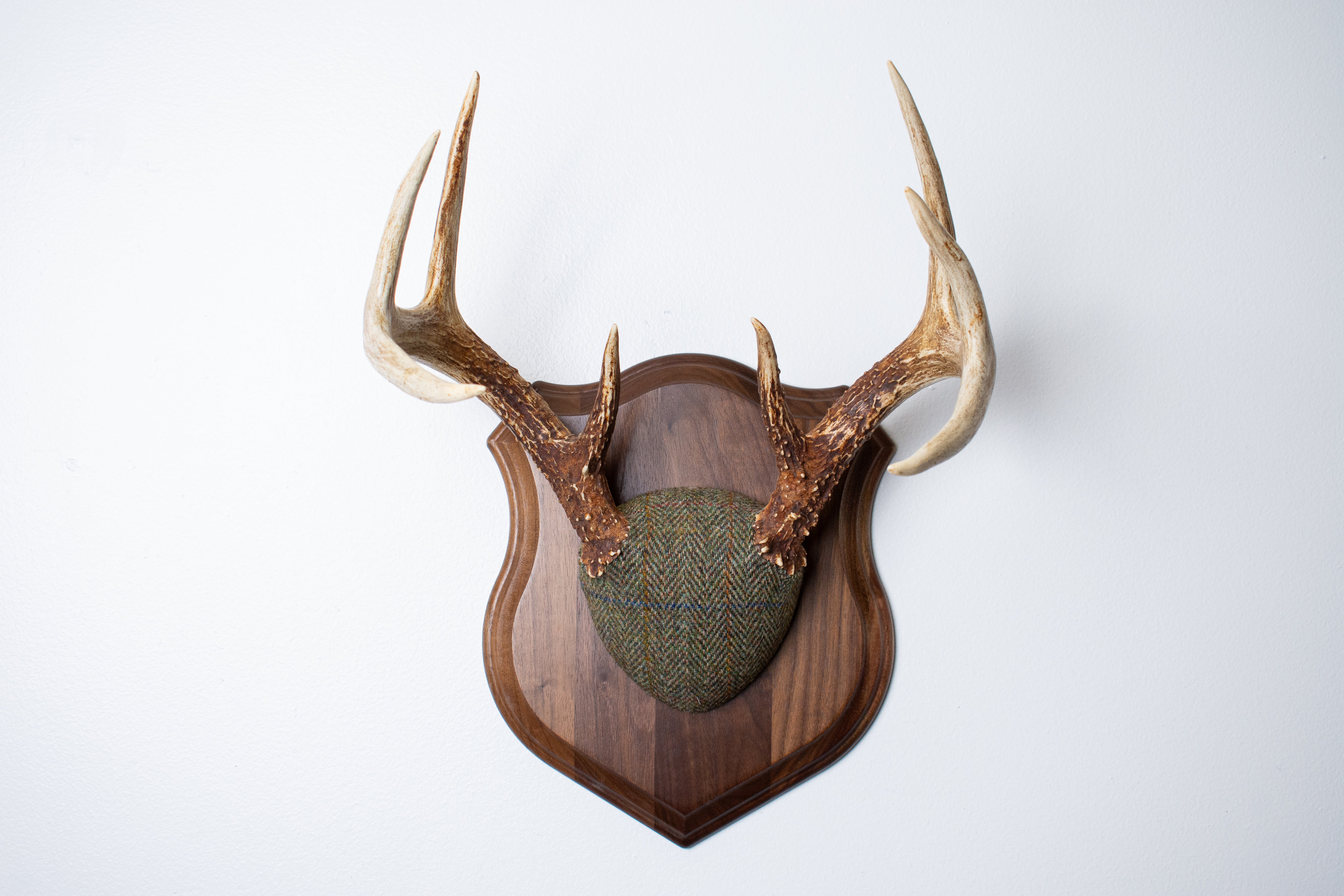 Whitetail Deer Antler Mount | Green Herringbone | 23