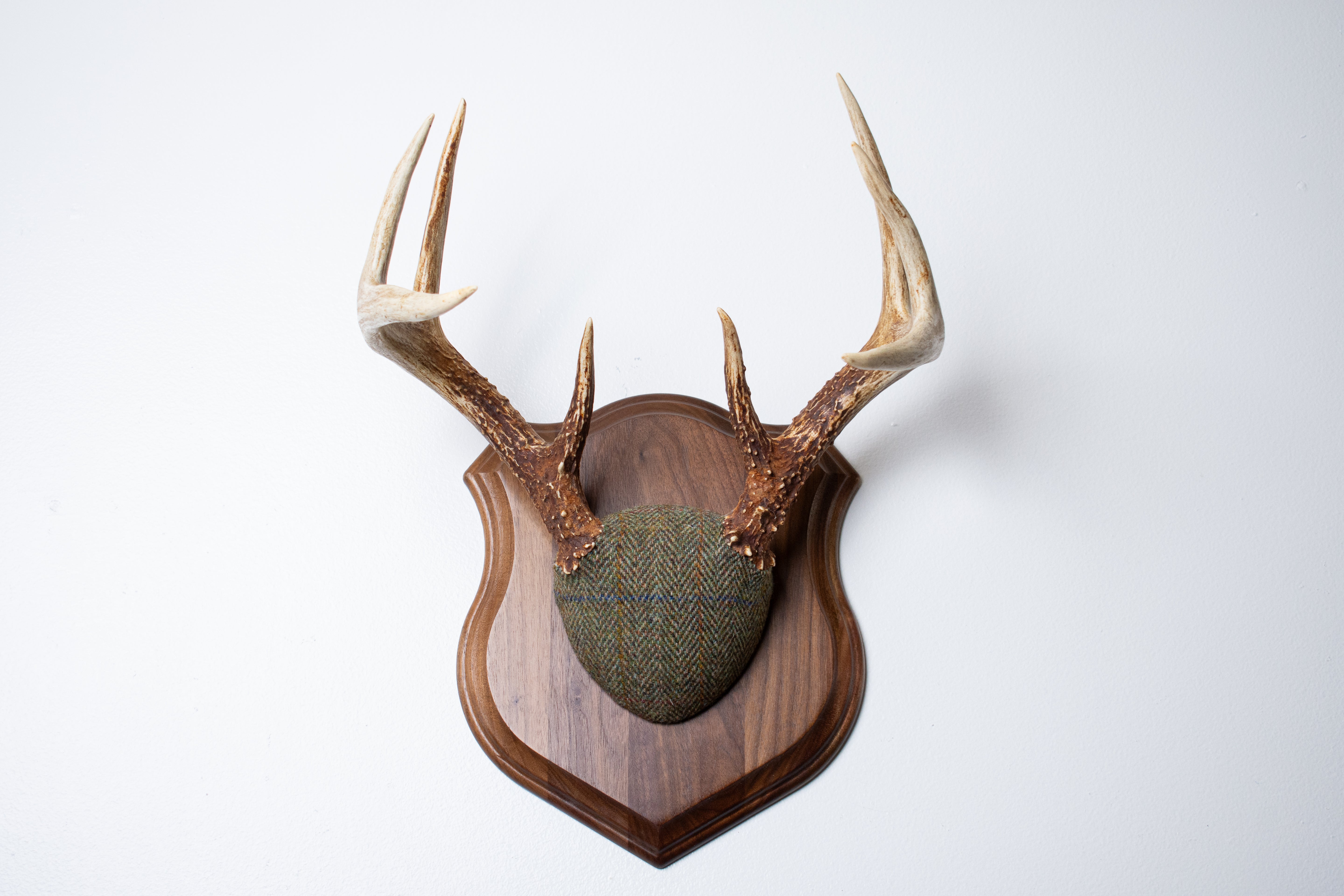 Whitetail Deer Antler Mount | Green Herringbone | 23