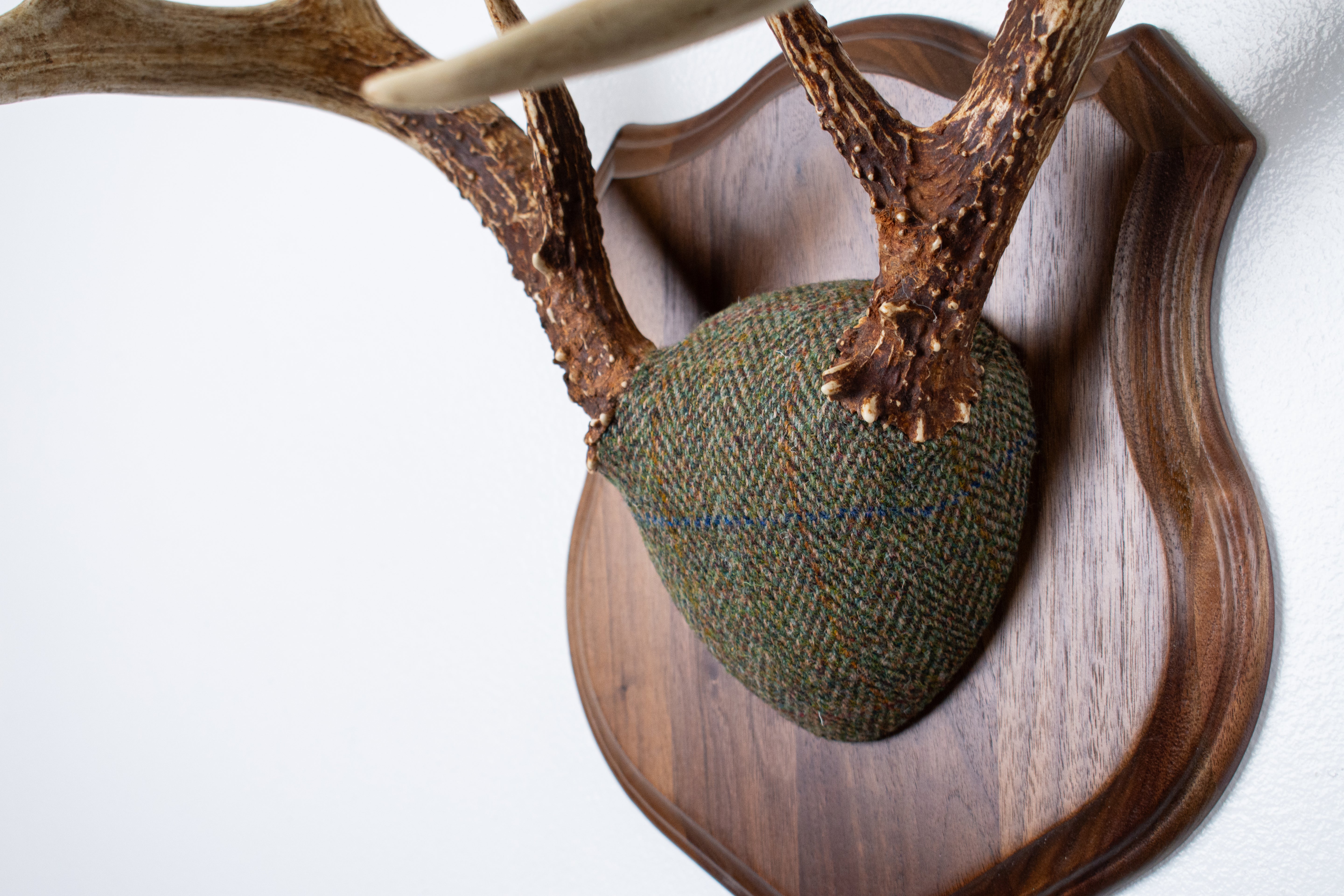 Whitetail Deer Antler Mount | Green Herringbone | 23