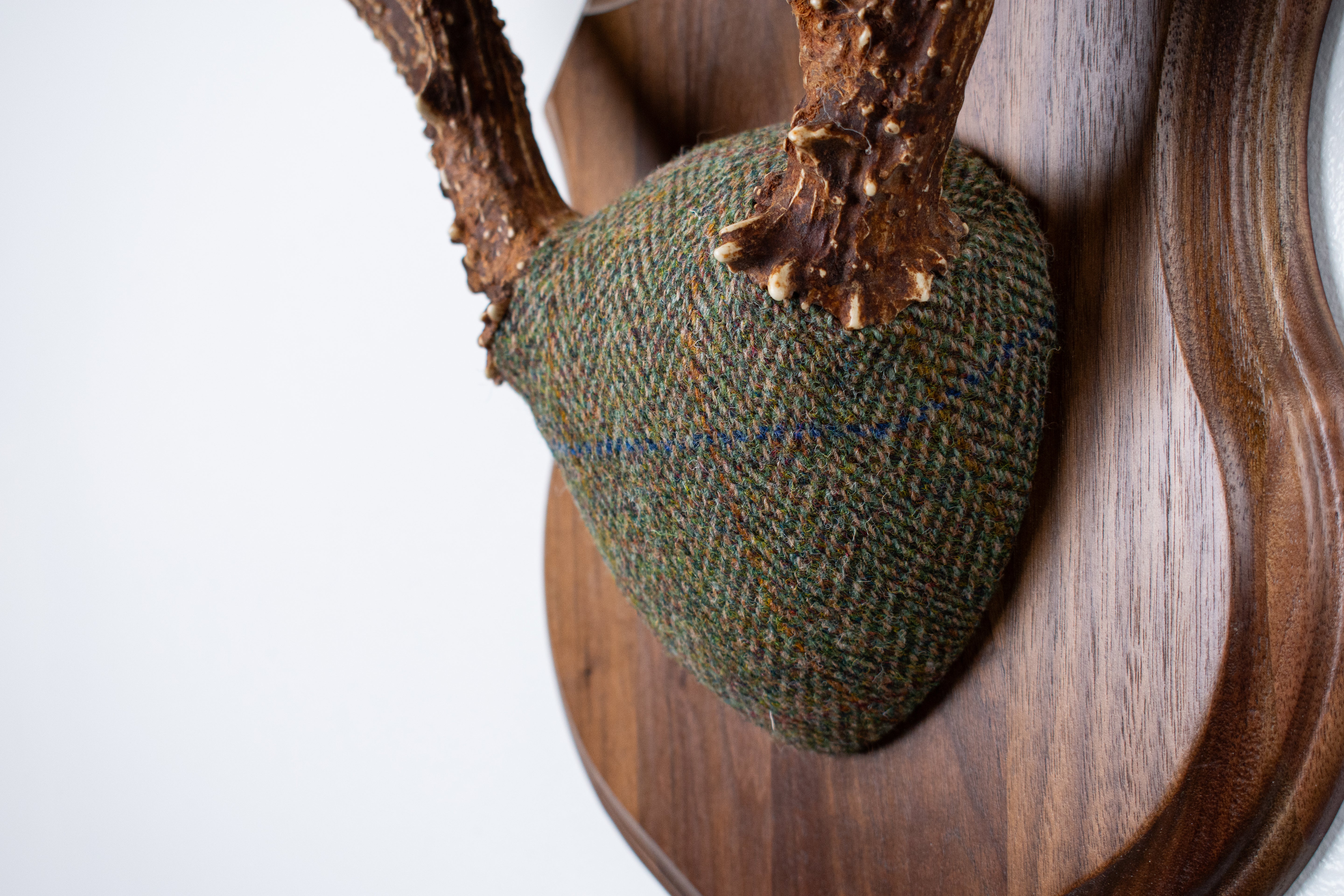 Whitetail Deer Antler Mount | Green Herringbone | 23