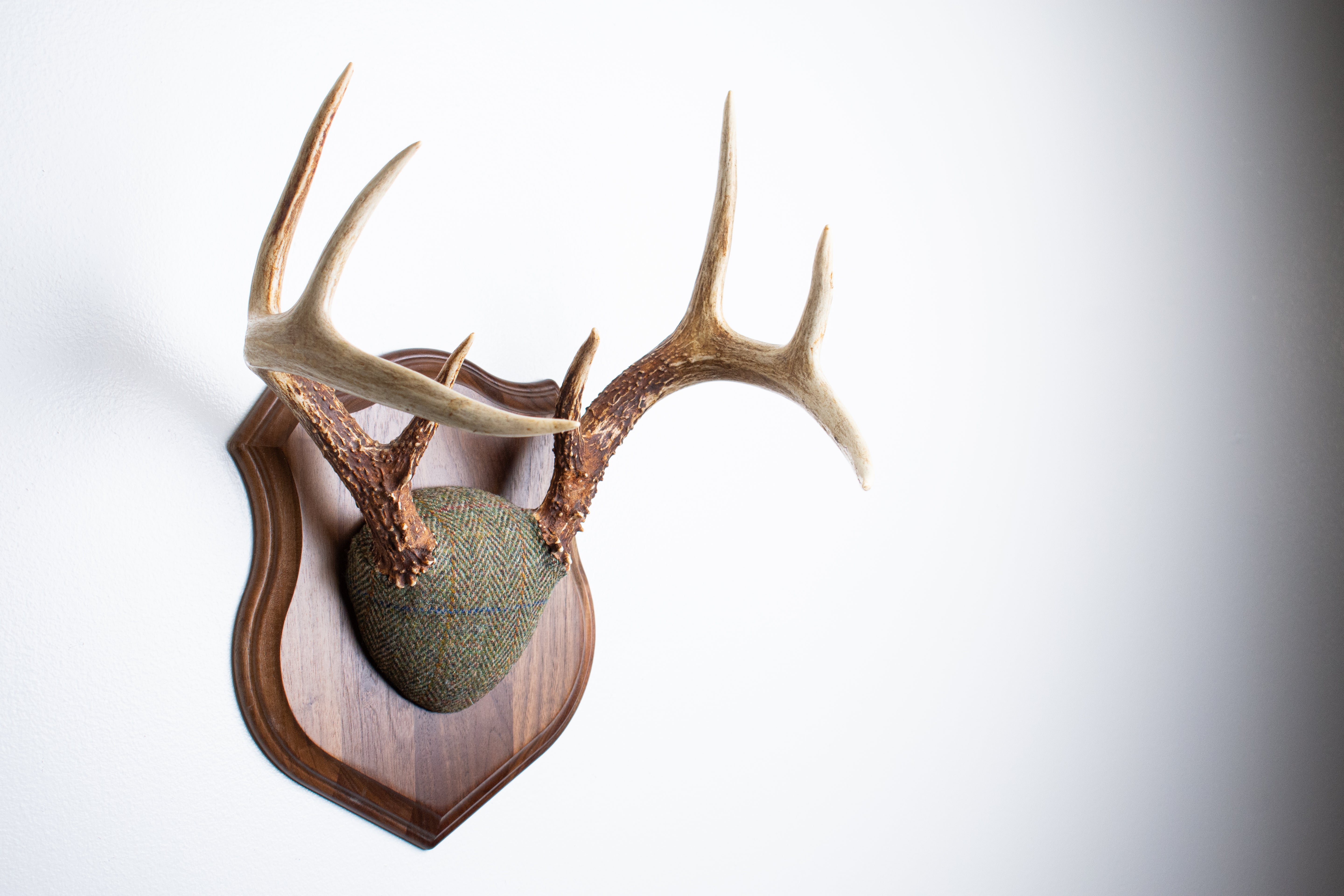 Whitetail Deer Antler Mount | Green Herringbone | 23