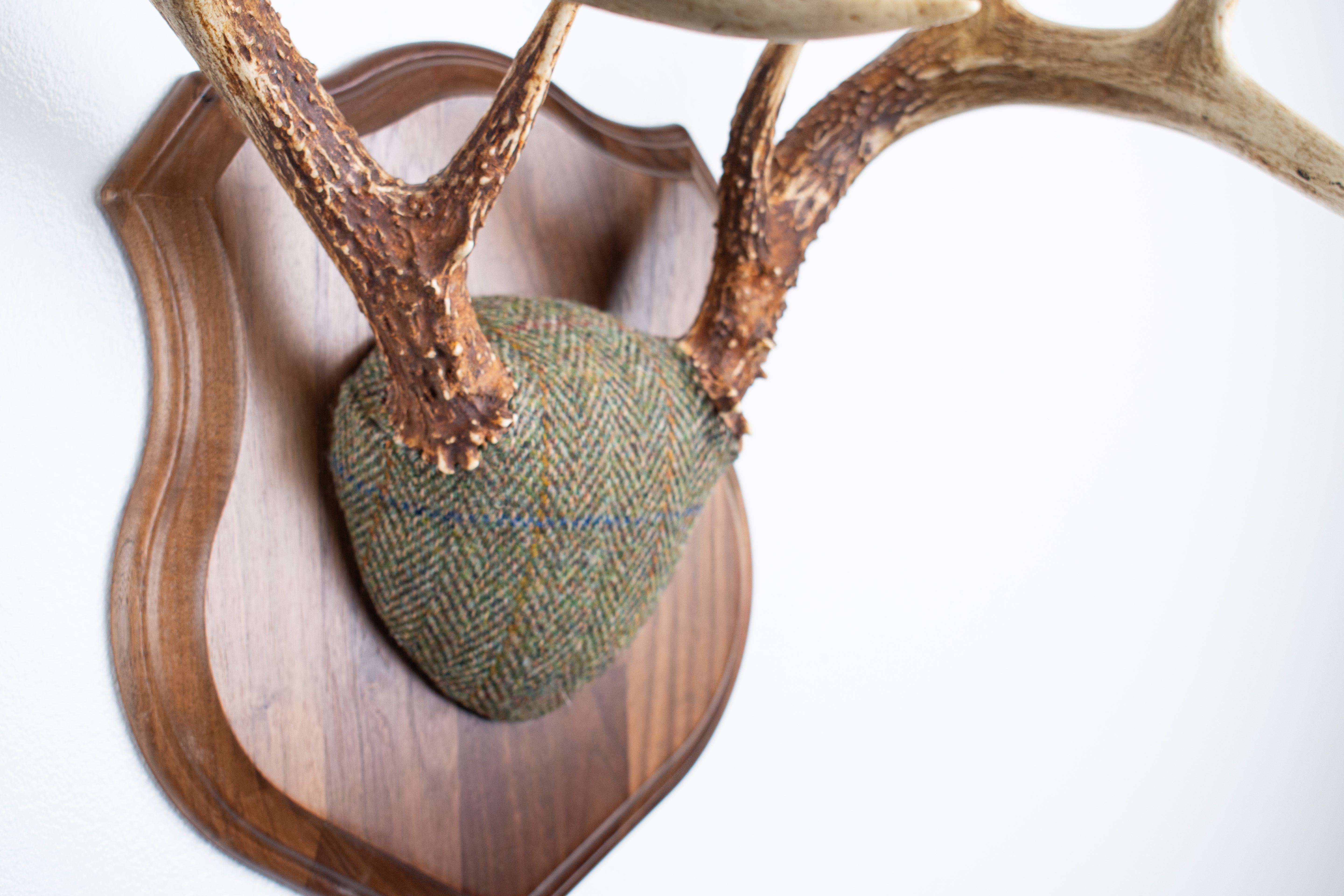 Whitetail Deer Antler Mount | Green Herringbone | 23