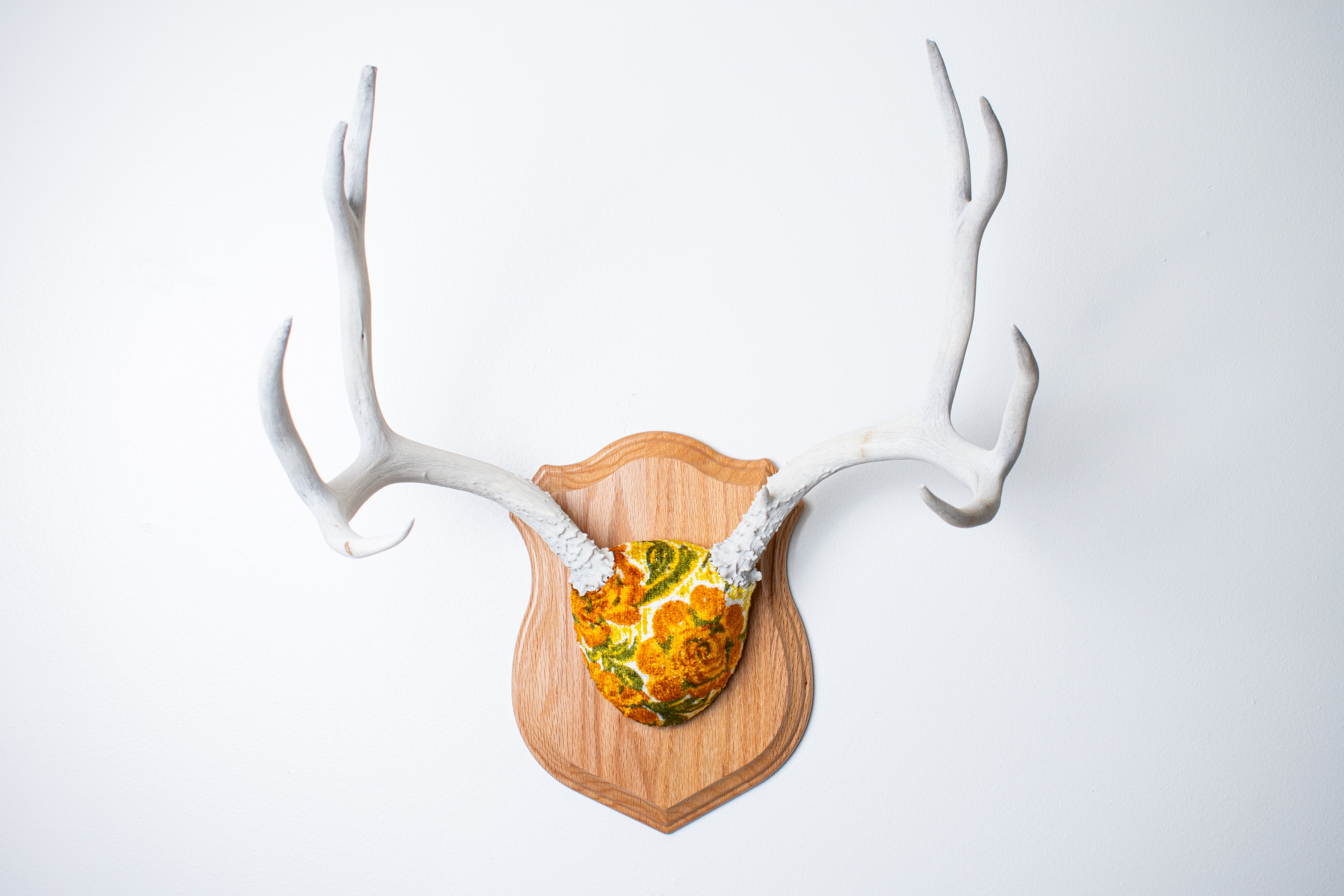 Mule Deer Antler Mount | Golden Marigold | 13