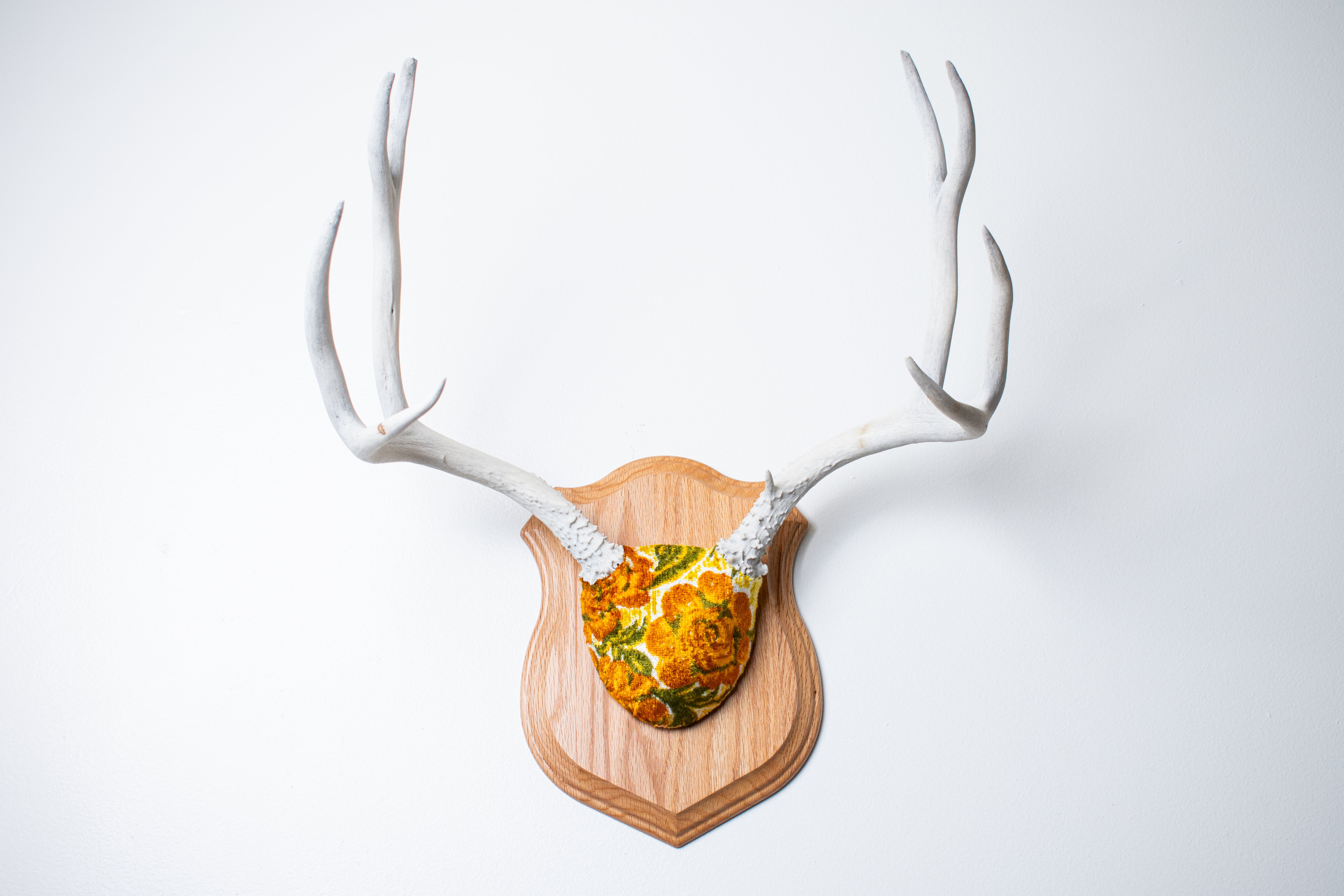 Mule Deer Antler Mount | Golden Marigold | 13