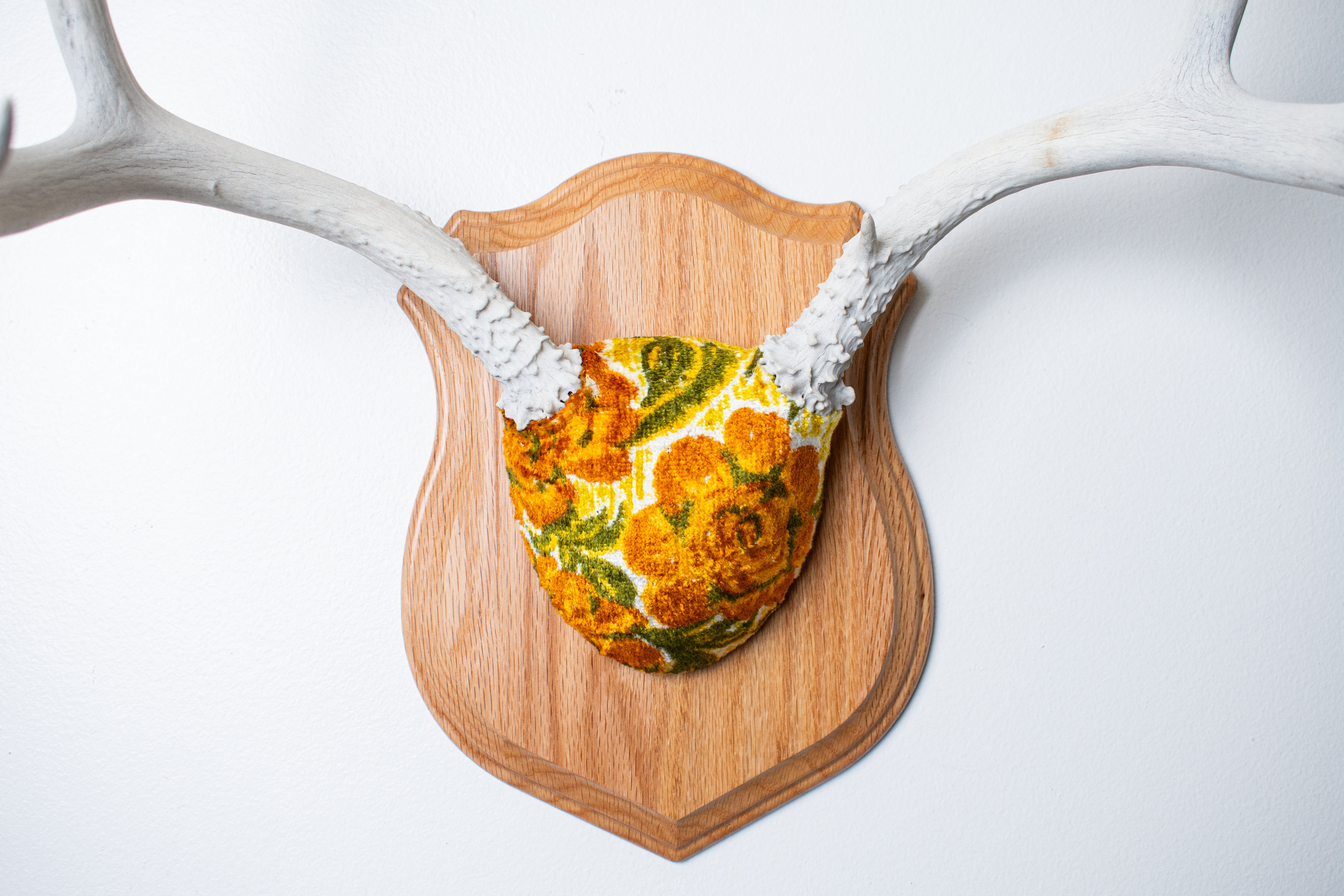 Mule Deer Antler Mount | Golden Marigold | 13