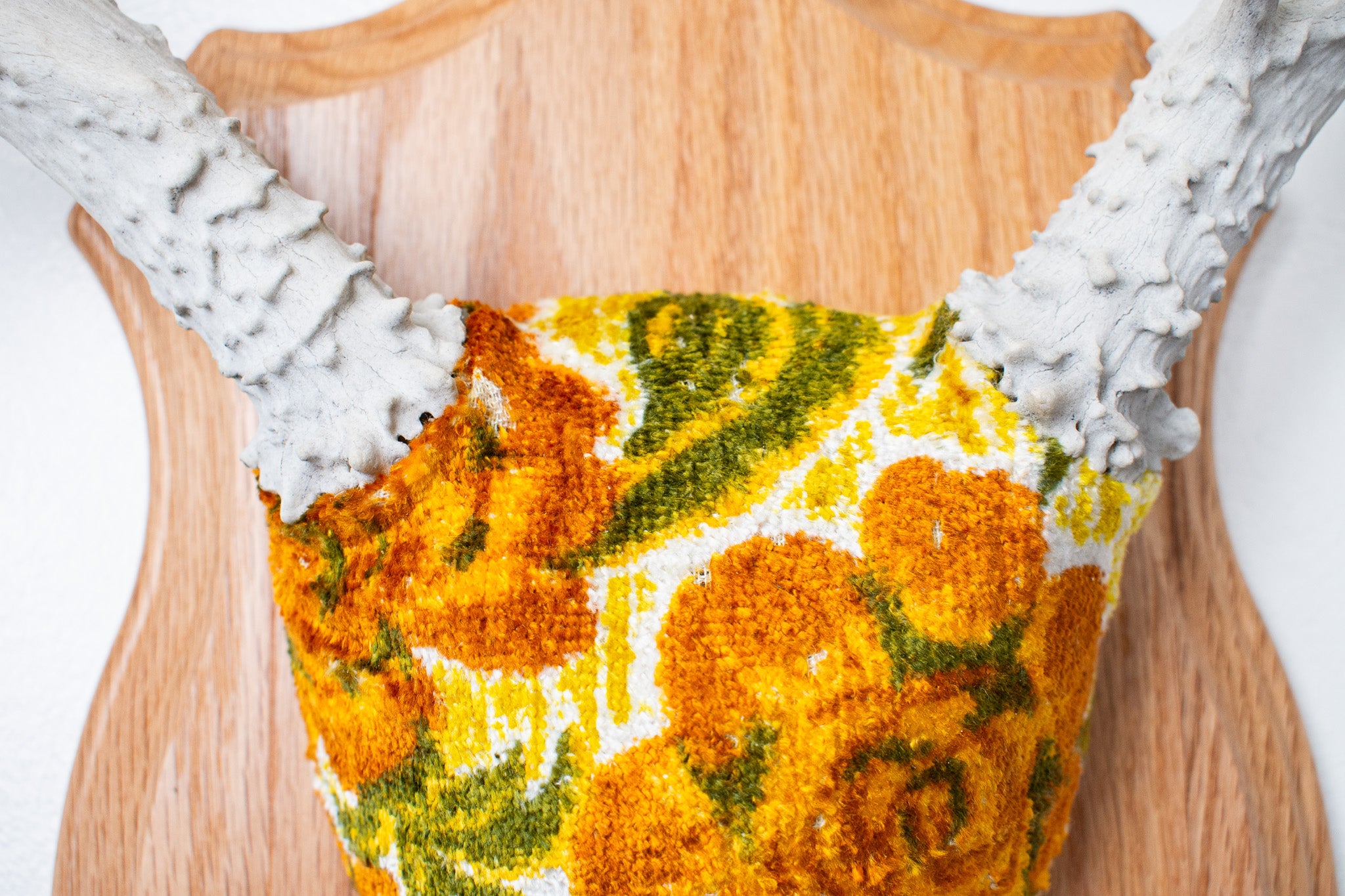 Mule Deer Antler Mount | Golden Marigold | 13