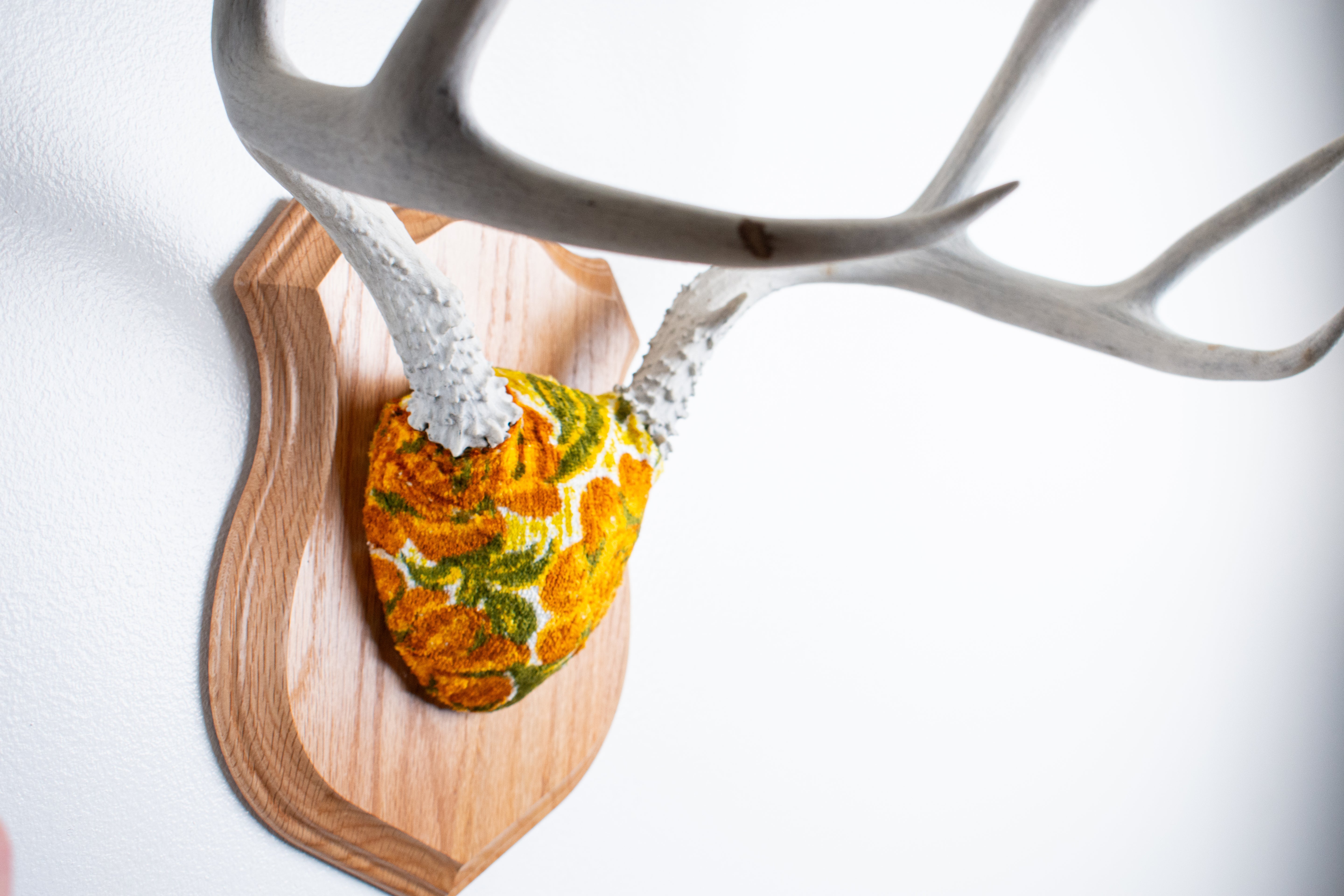 Mule Deer Antler Mount | Golden Marigold | 13