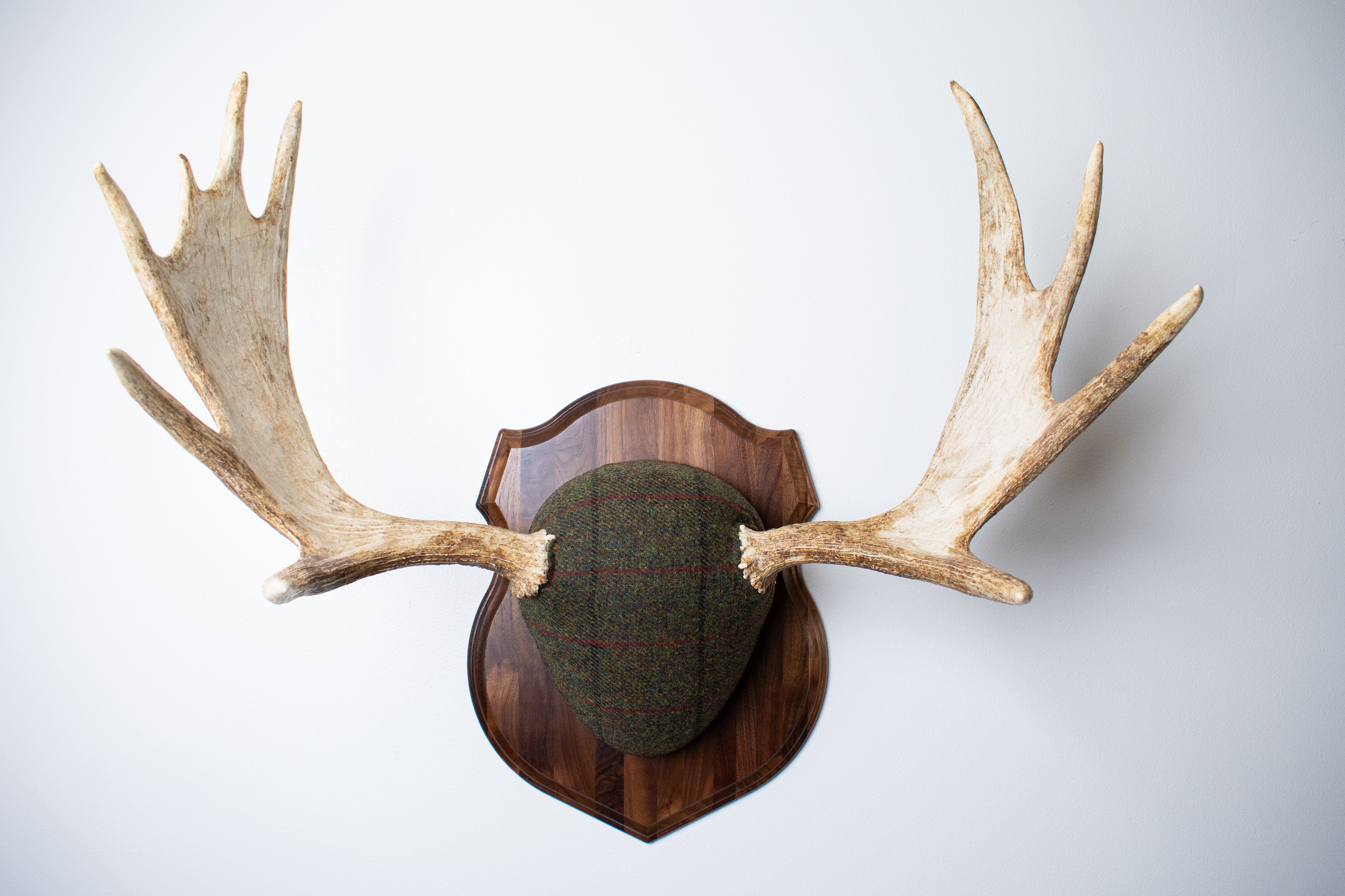 Moose Antler Mount | Green with Black and Red Overcheck | 25
