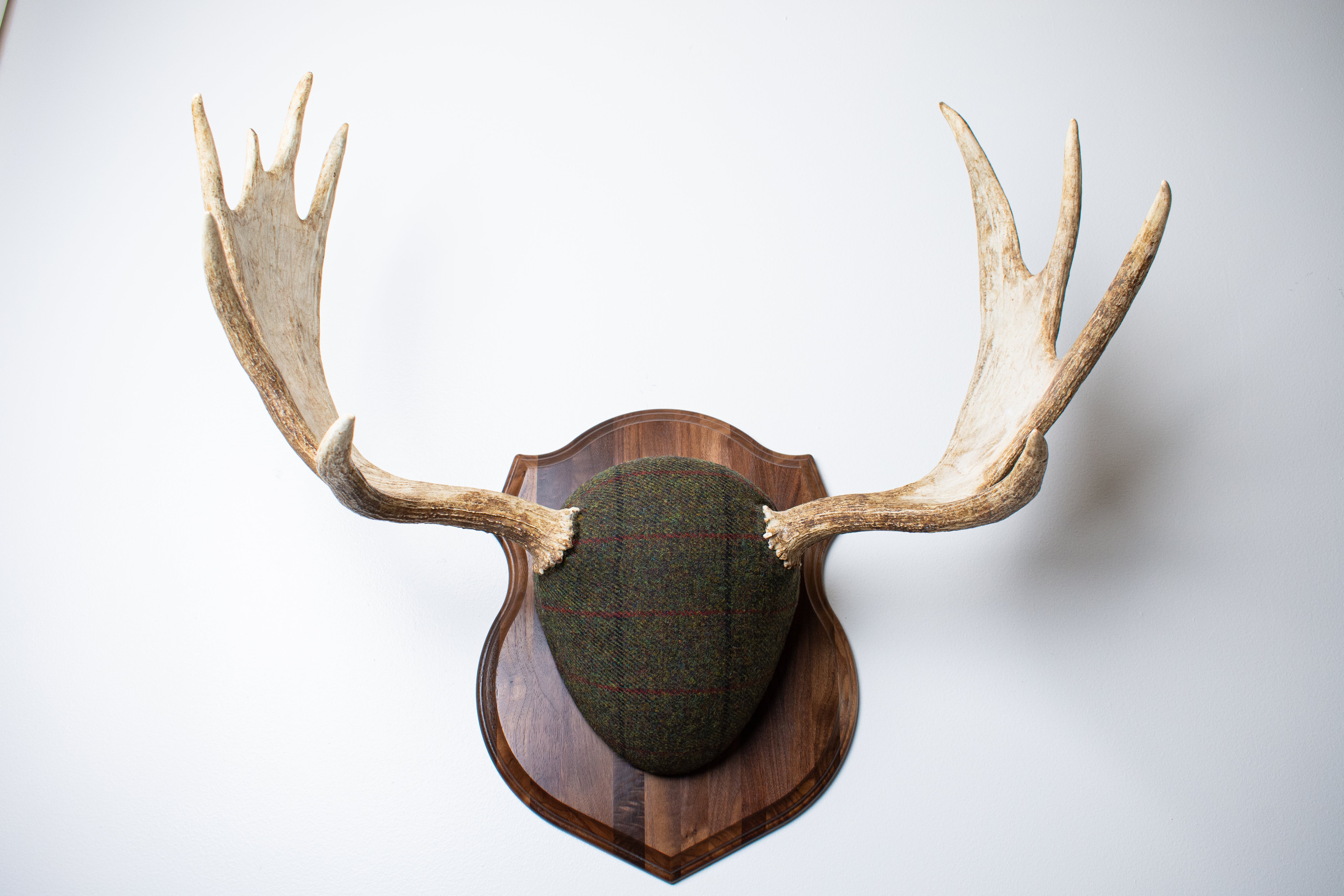 Moose Antler Mount | Green with Black and Red Overcheck | 25