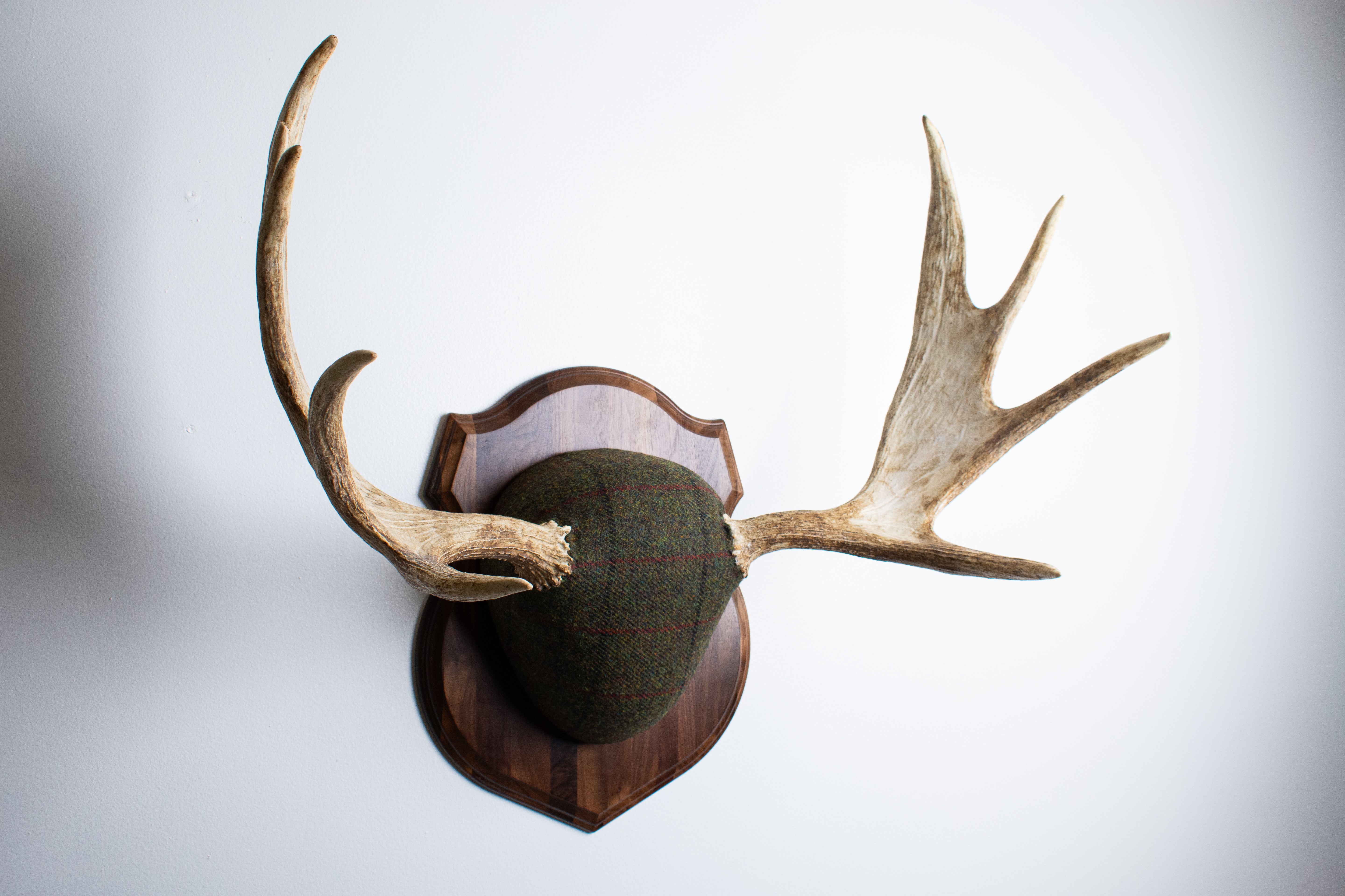 Moose Antler Mount | Green with Black and Red Overcheck | 25