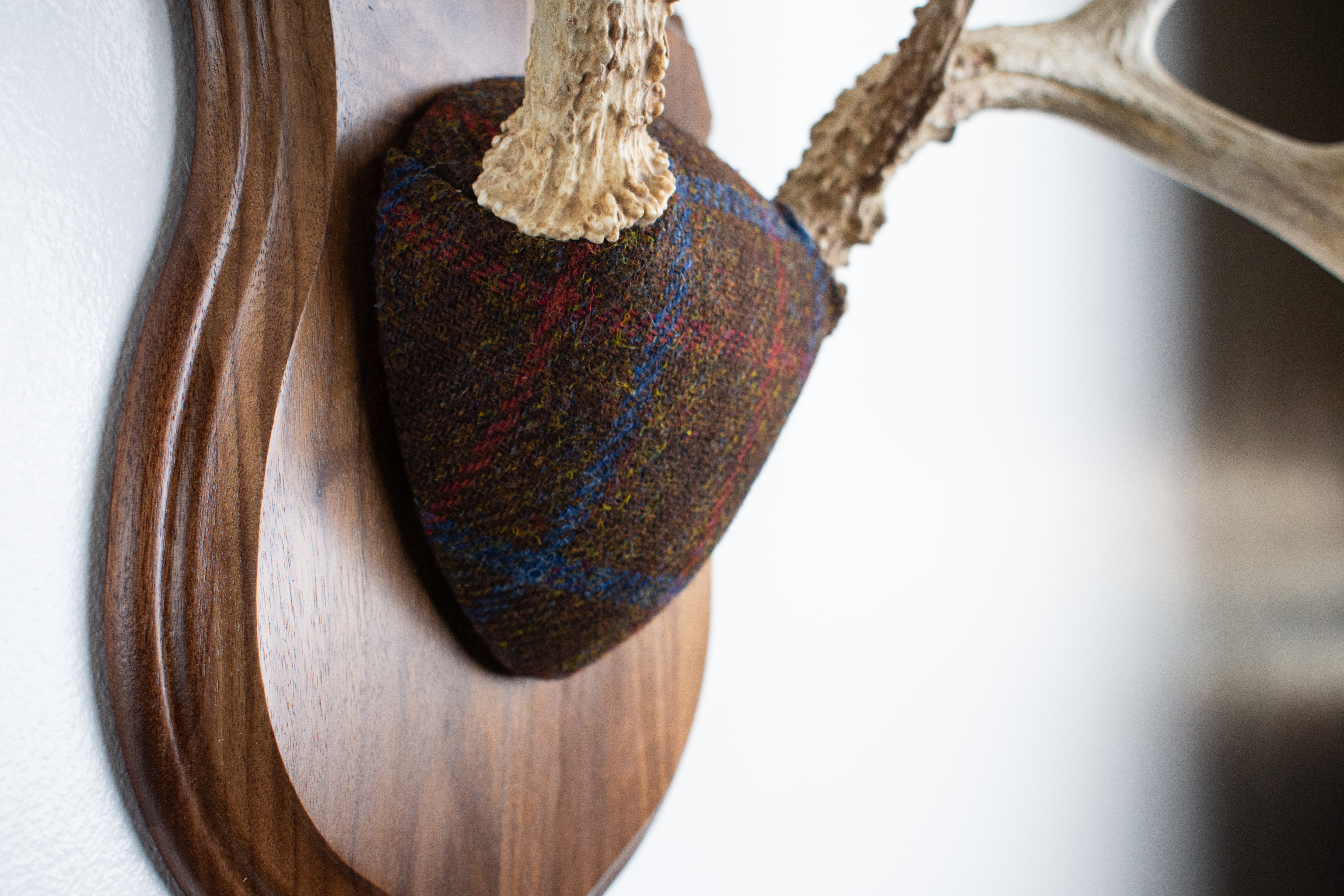 Whitetail Deer Antler Mount | Brown with Red and Blue Overcheck | 28
