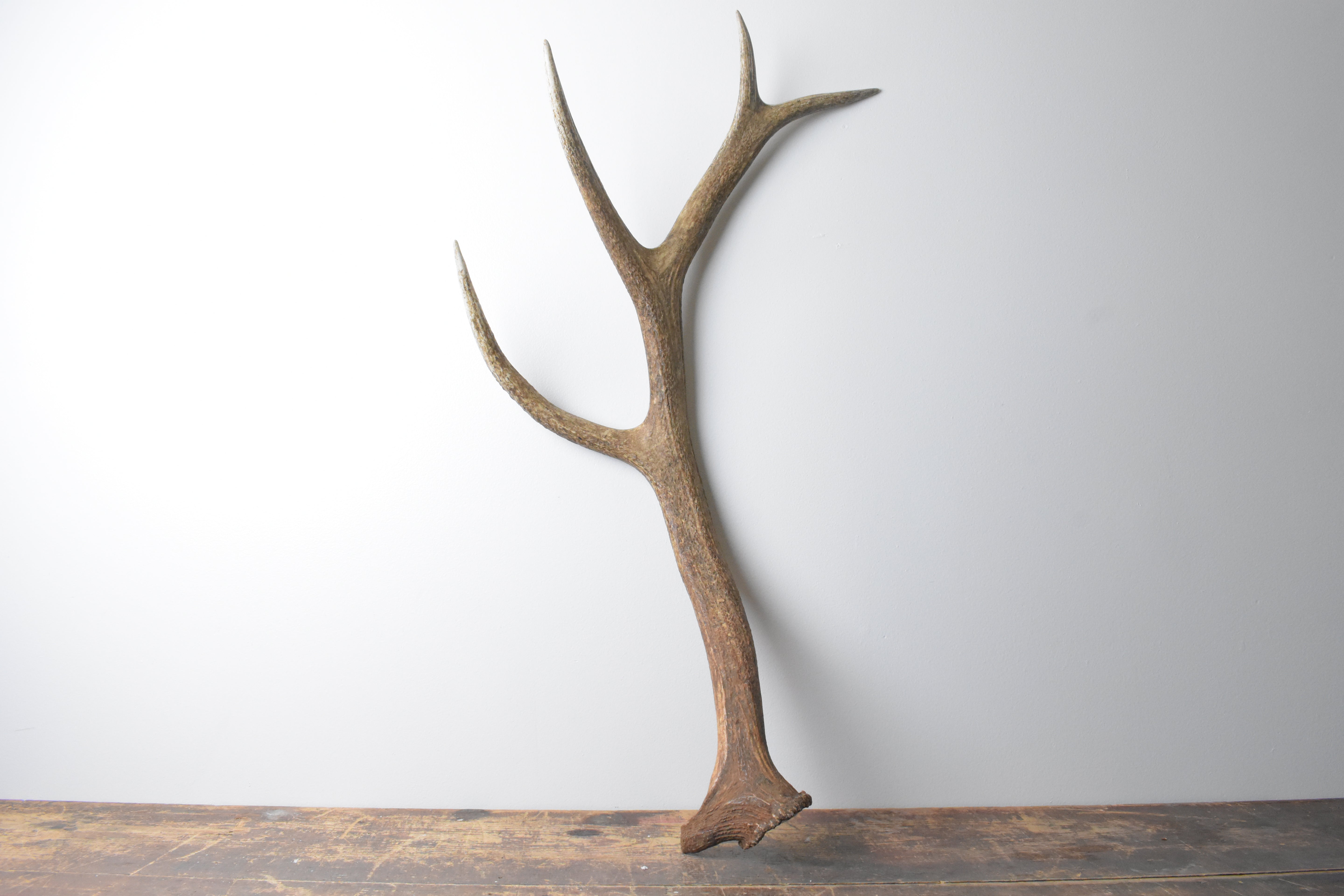Elk Antler | Large Size | 105