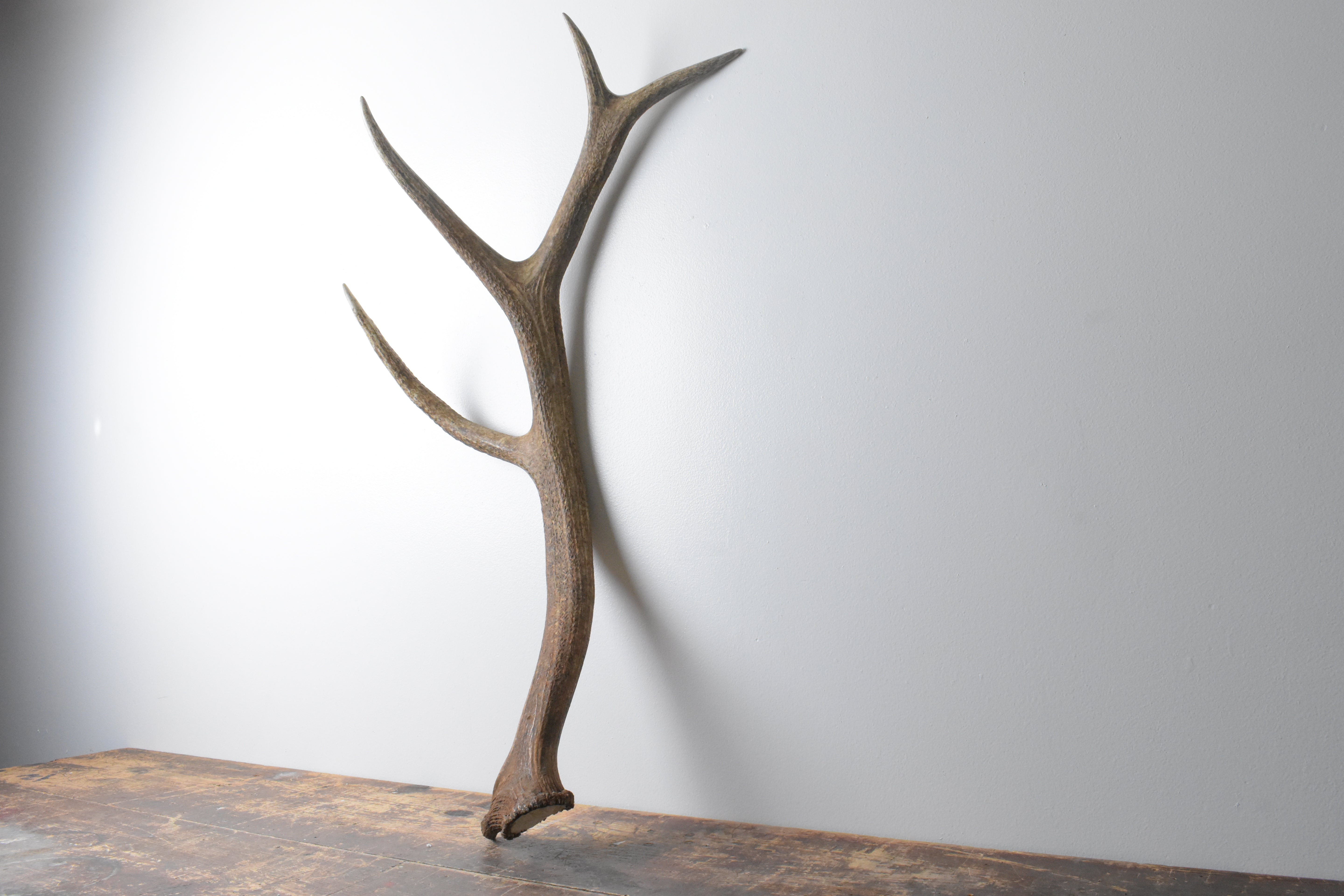 Elk Antler | Large Size | 105