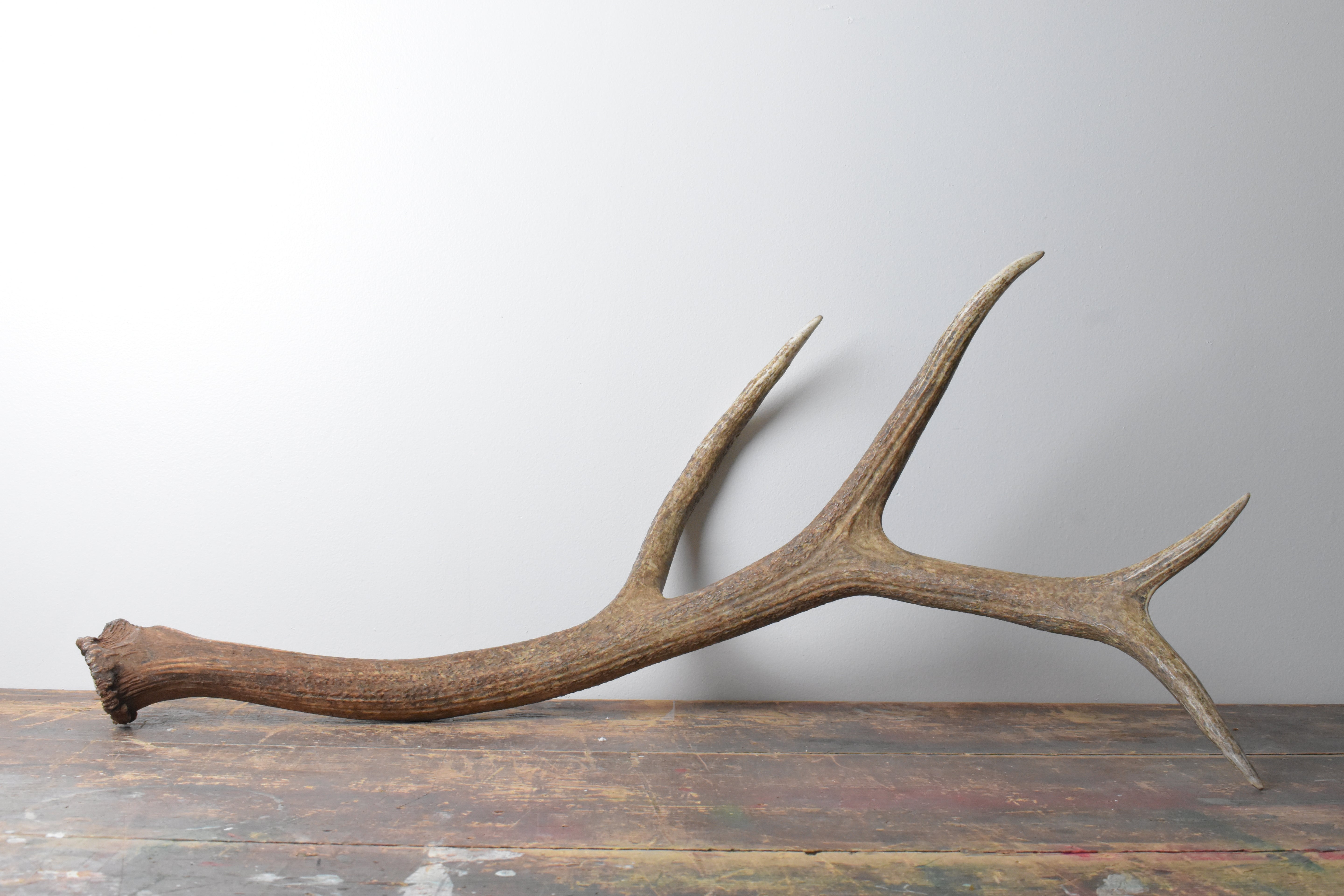 Elk Antler | Large Size | 105