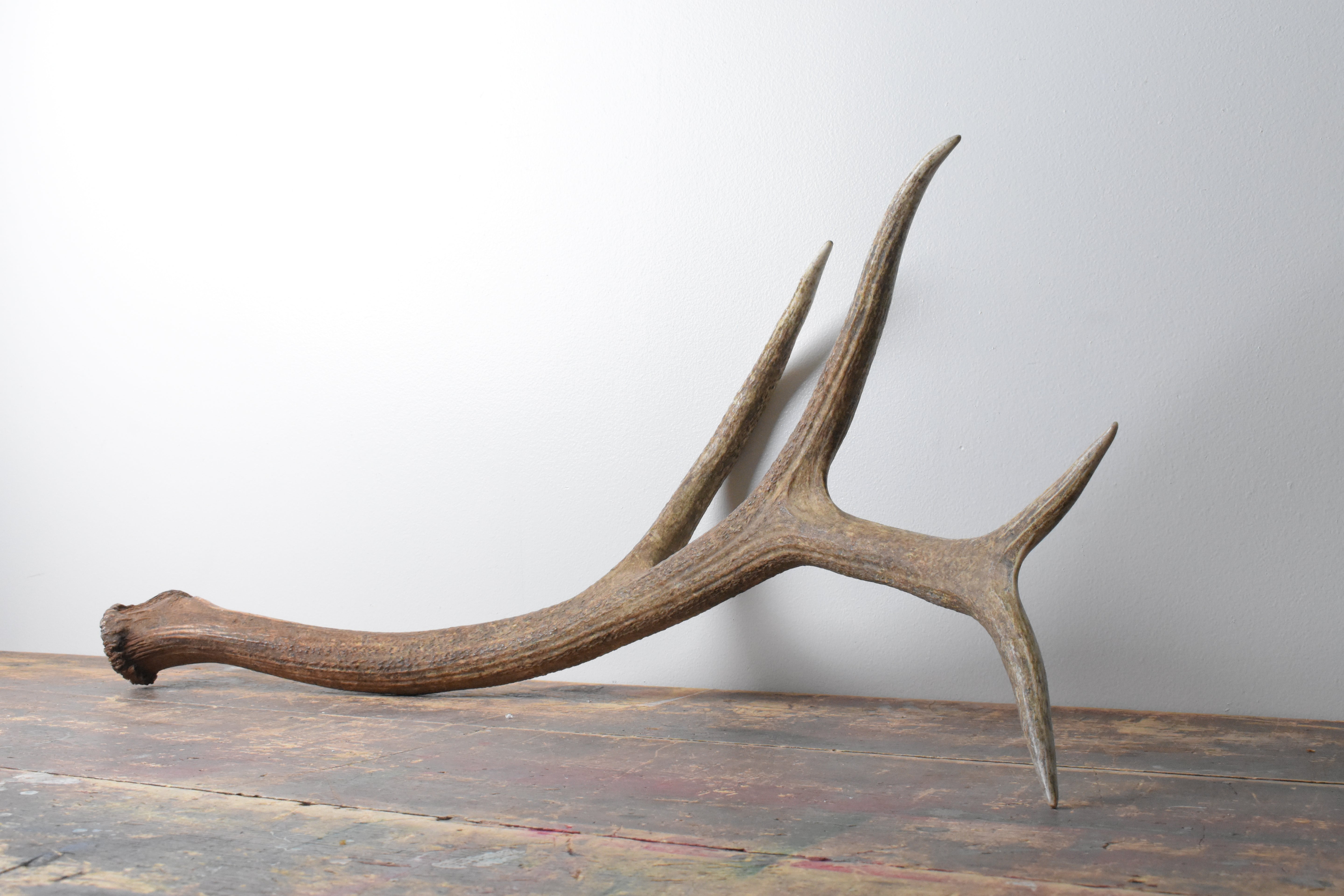 Elk Antler | Large Size | 105
