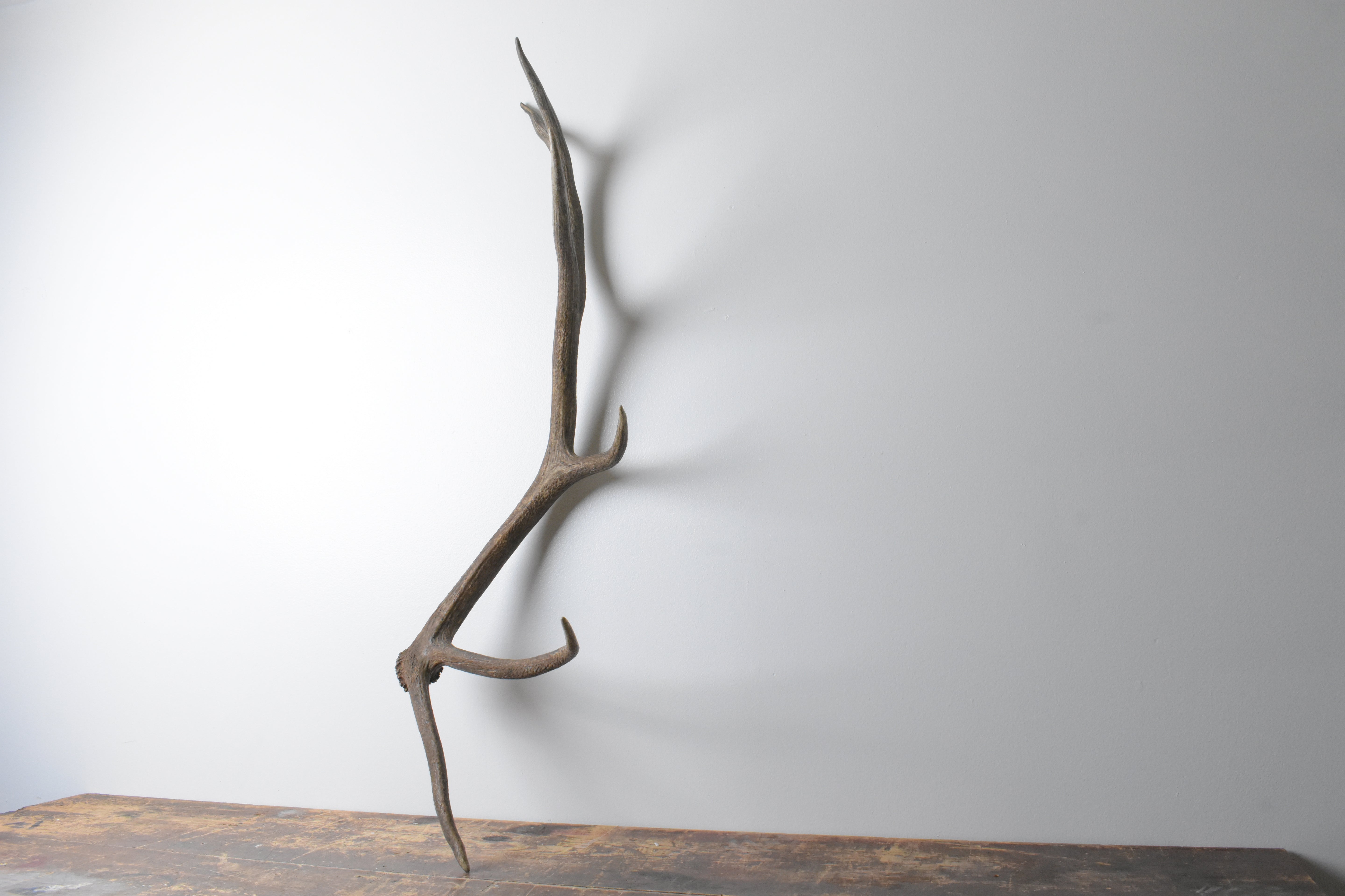 Elk Antler | Large Size | 100