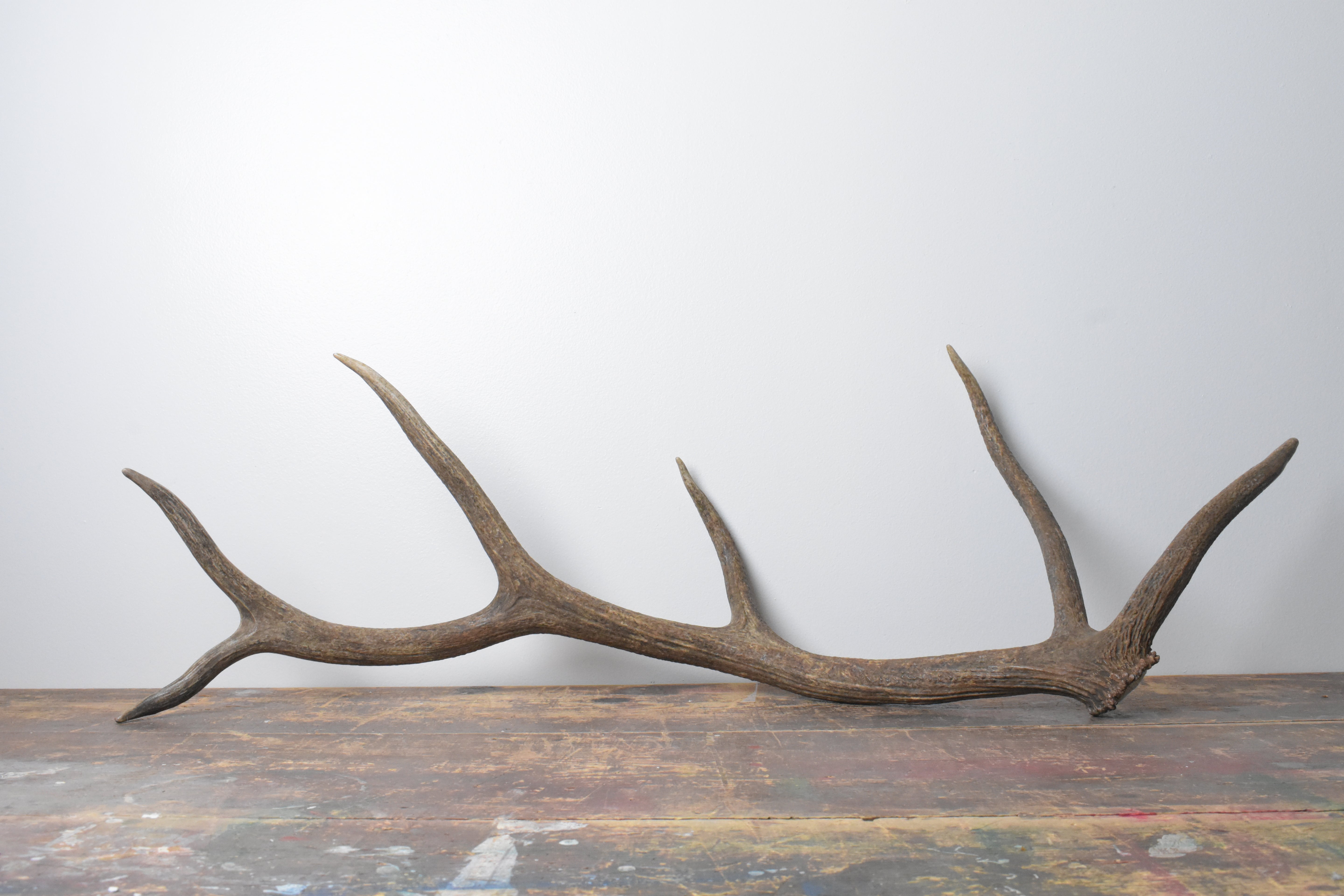 Elk Antler | Large Size | 100