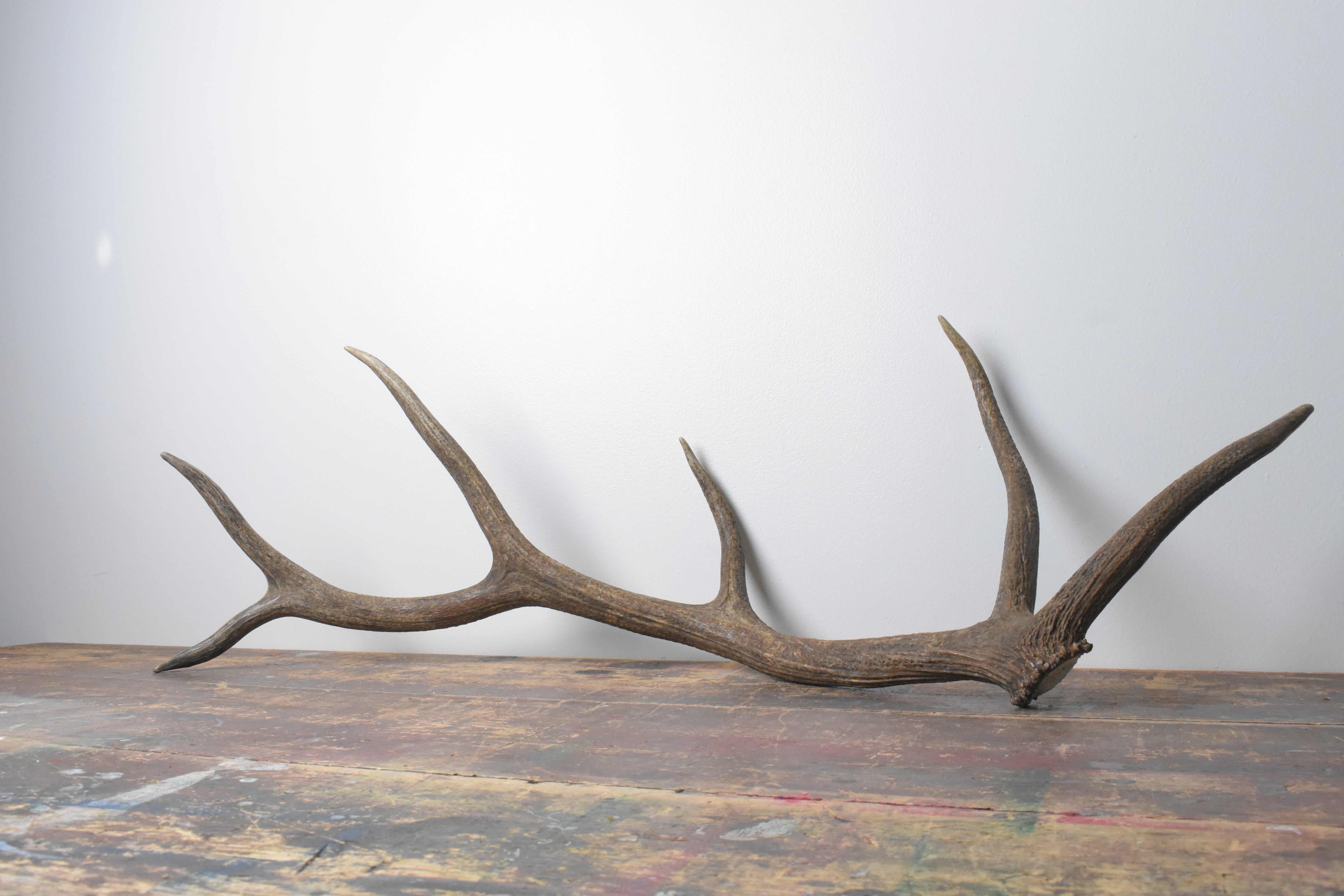 Elk Antler | Large Size | 100