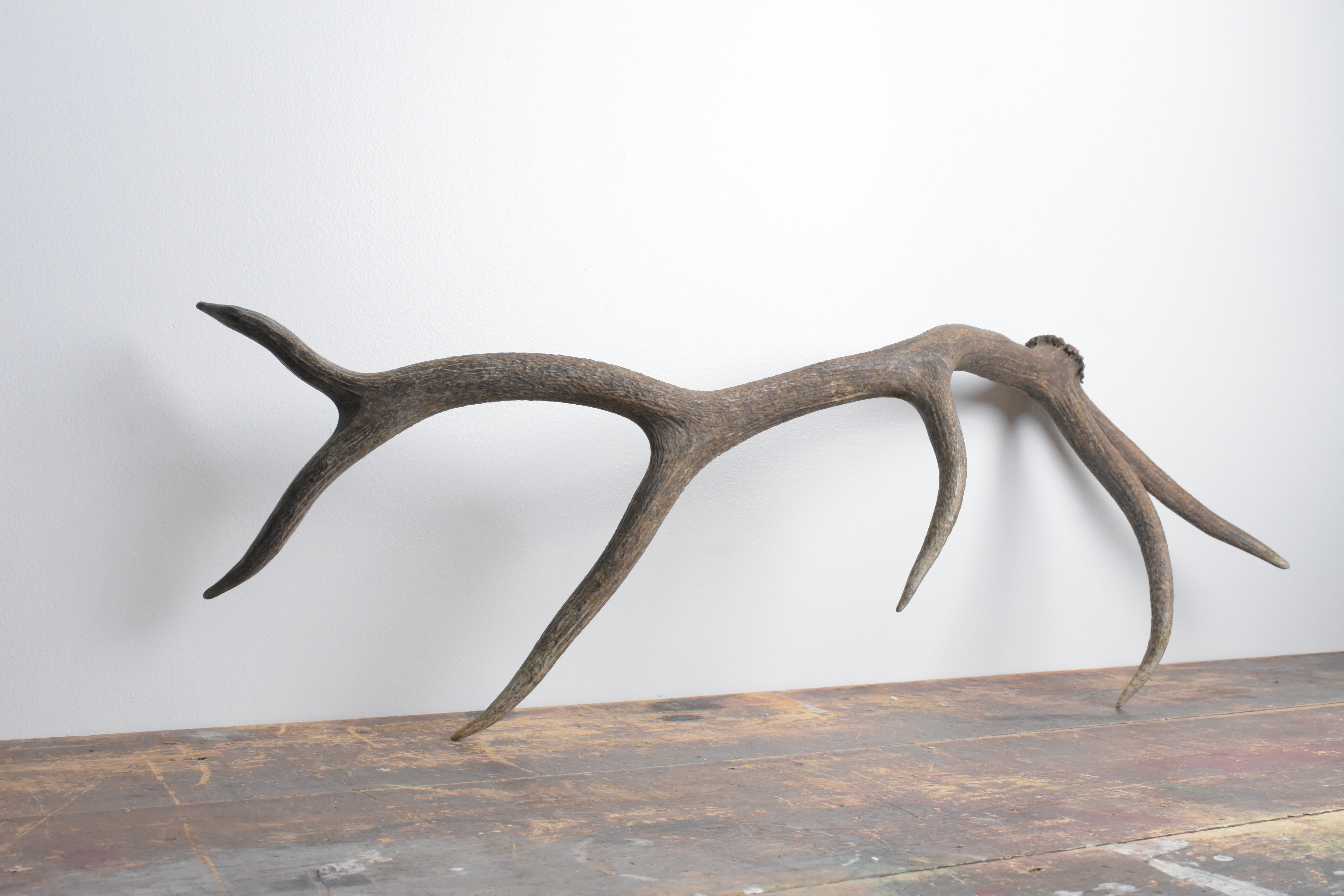 Elk Antler | Large Size | 100