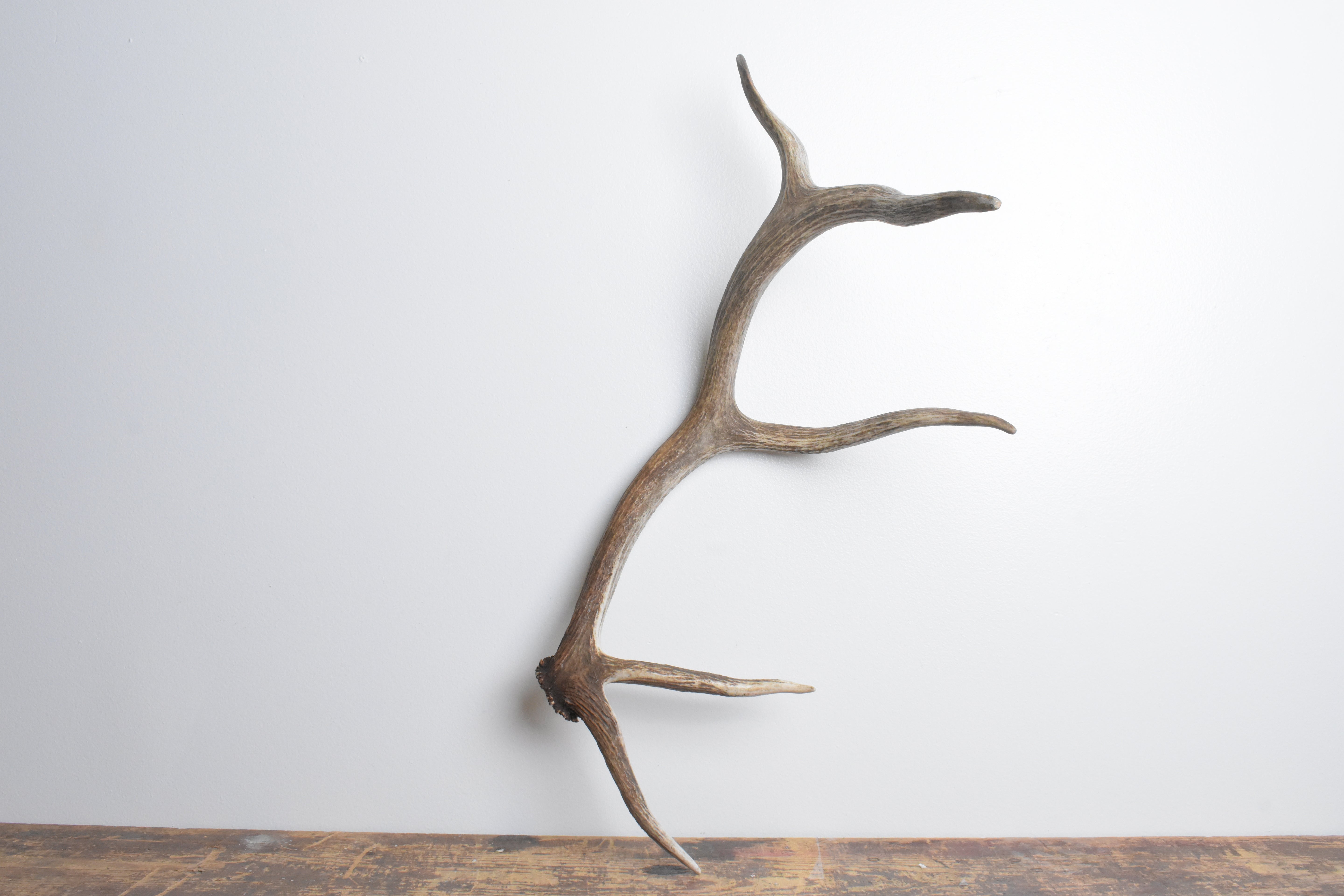 Elk Antler | Small Size | 109