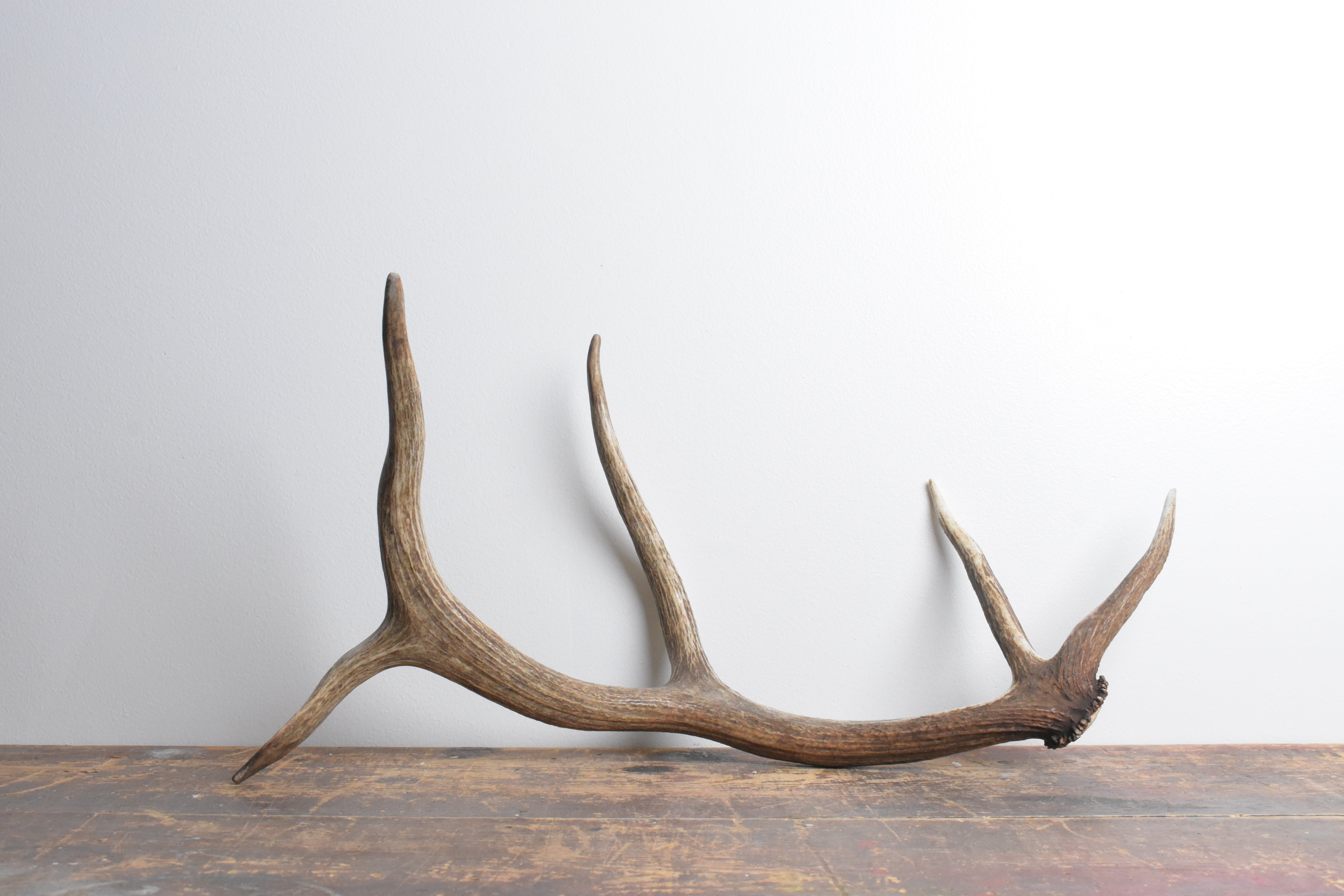 Elk Antler | Small Size | 109