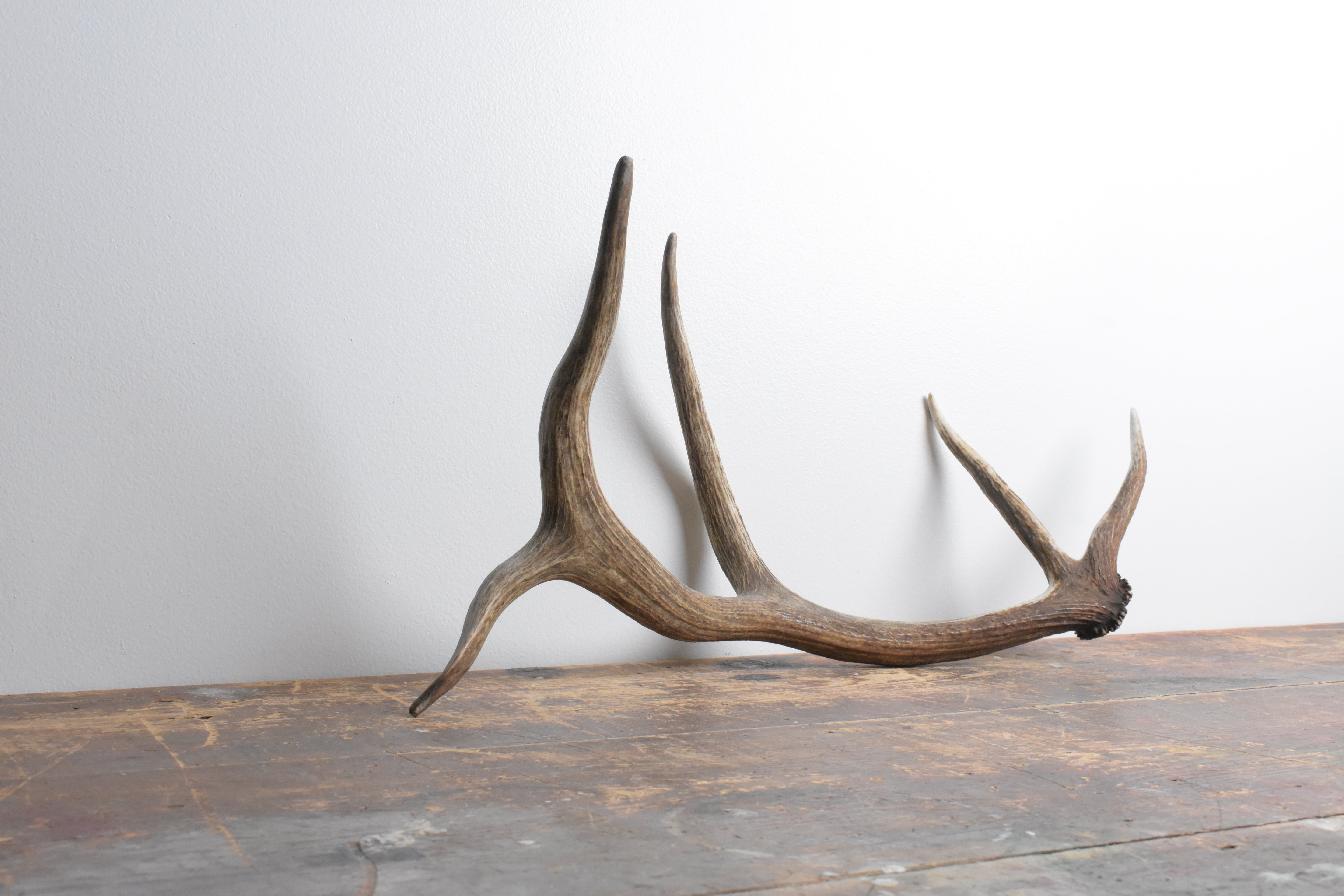 Elk Antler | Small Size | 109