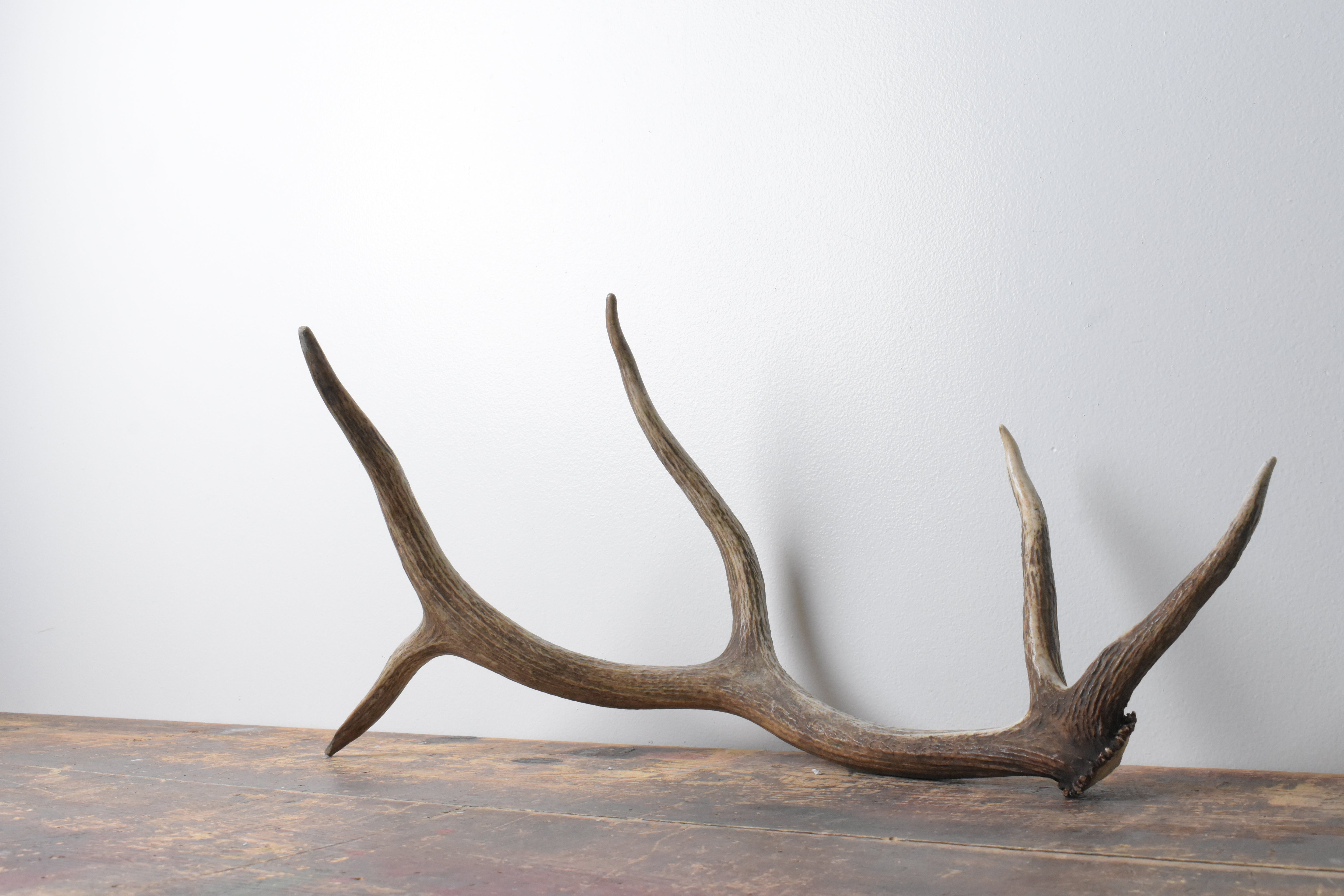 Elk Antler | Small Size | 109