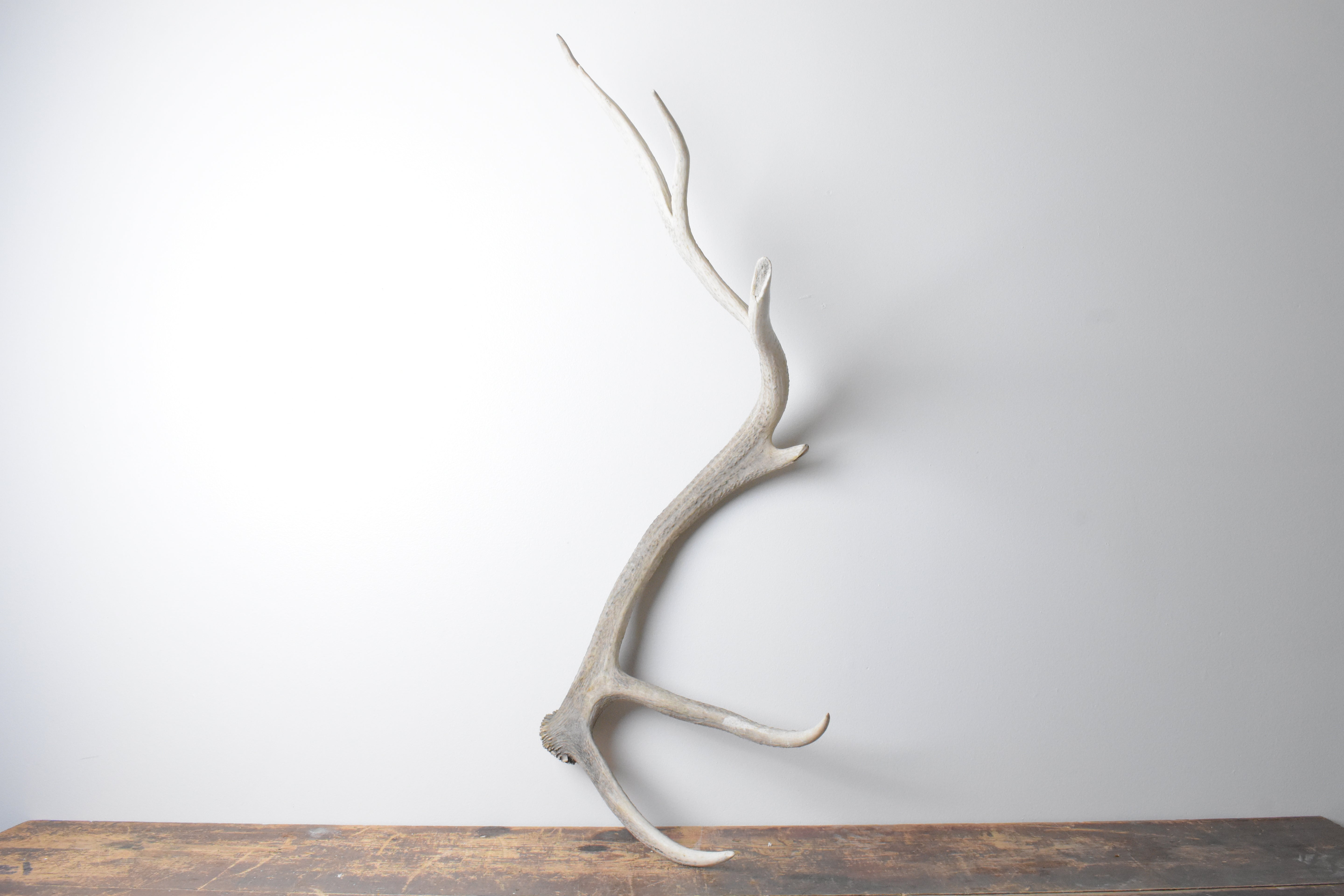 Elk Antler | Extra-Large Size | 115