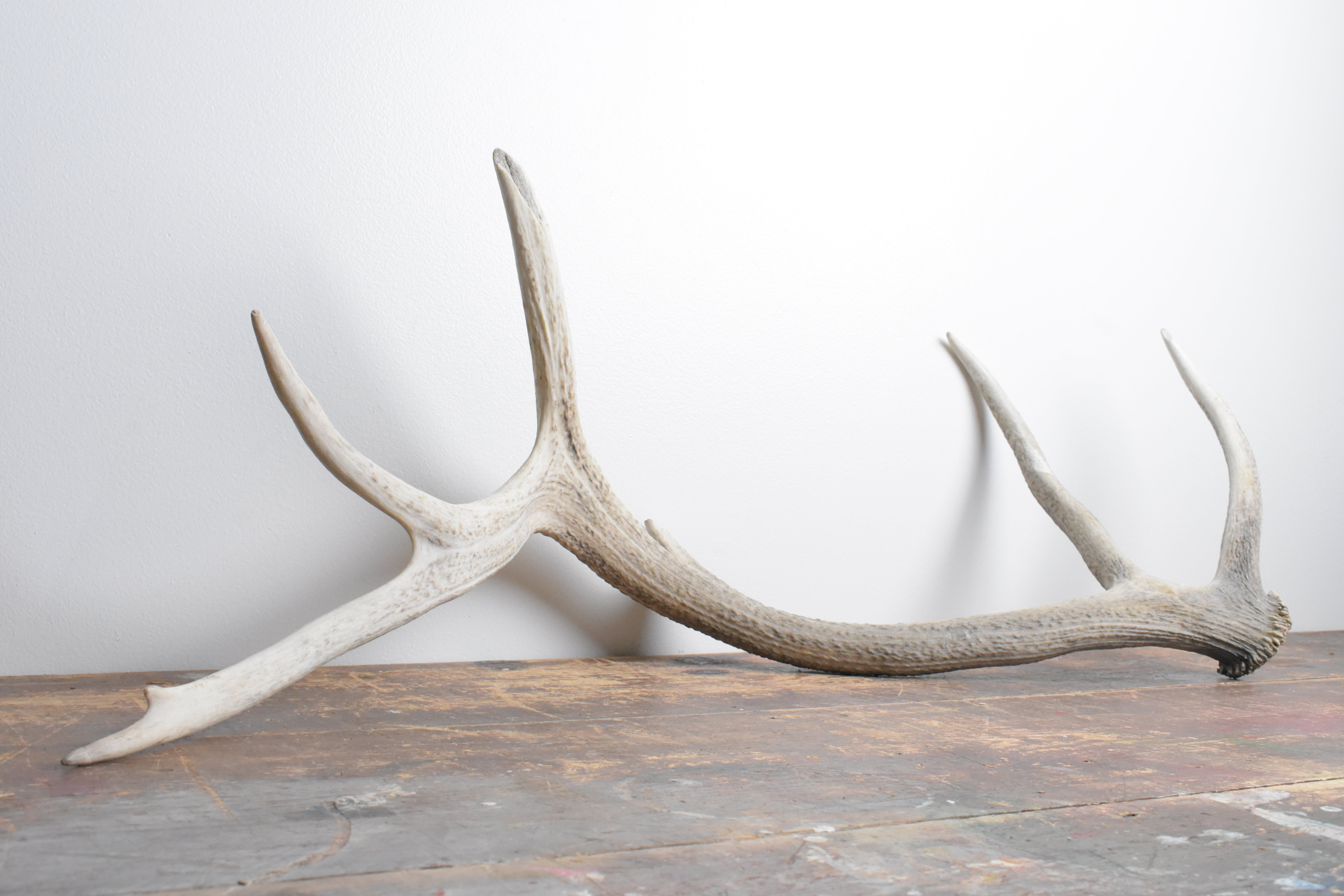 Elk Antler | Extra-Large Size | 115