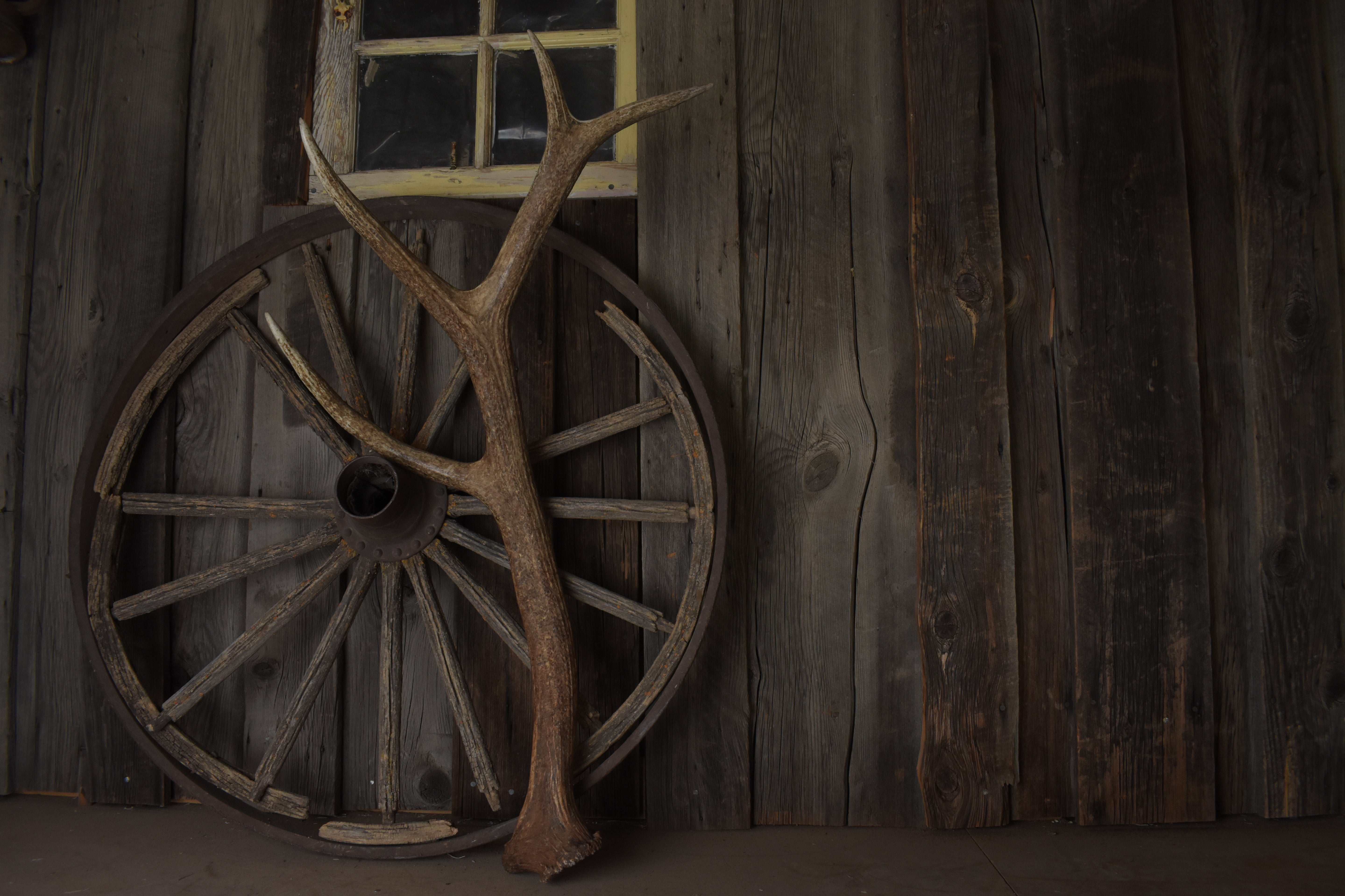 Elk Antler | Large Size | 105