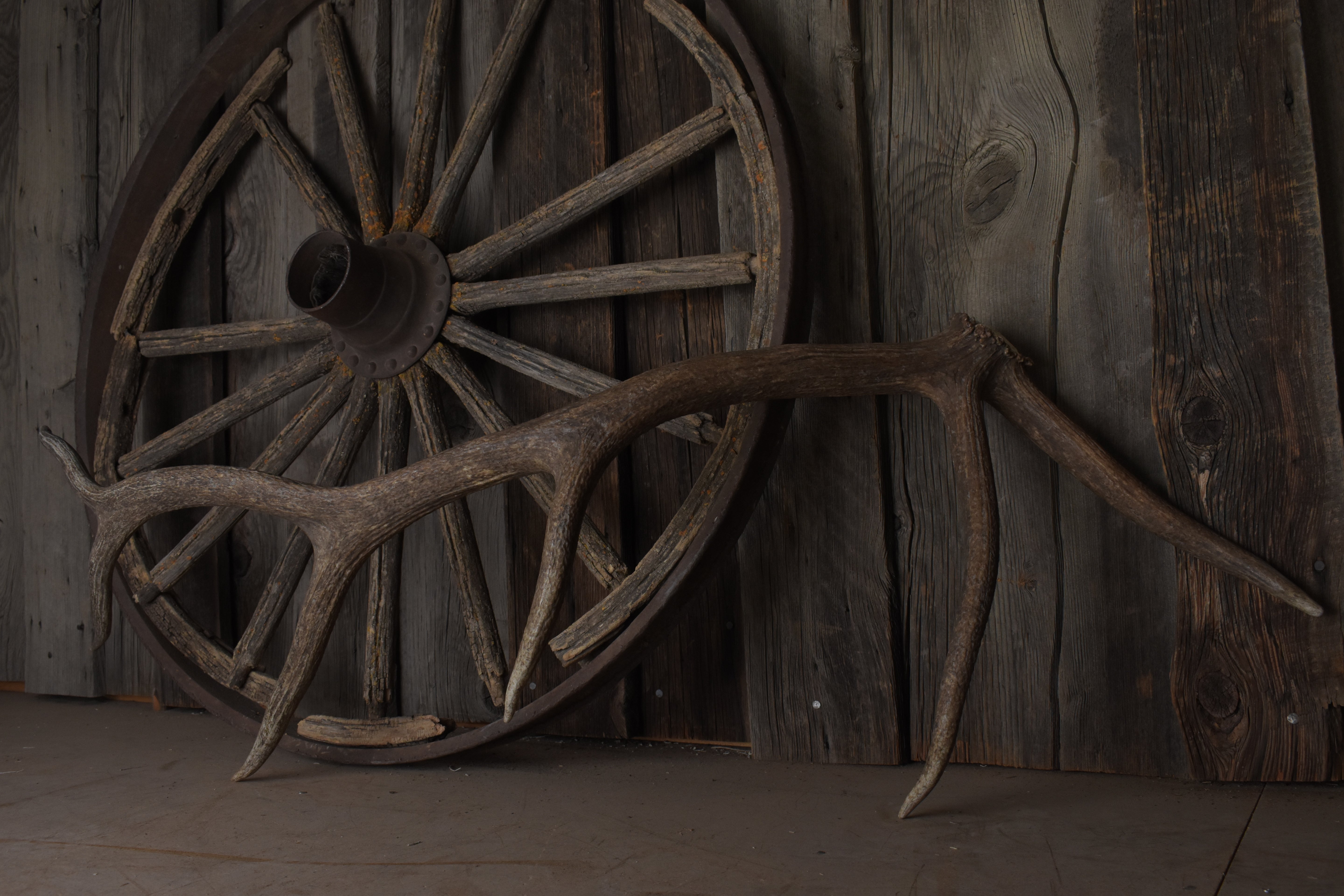 Elk Antler | Large Size | 100