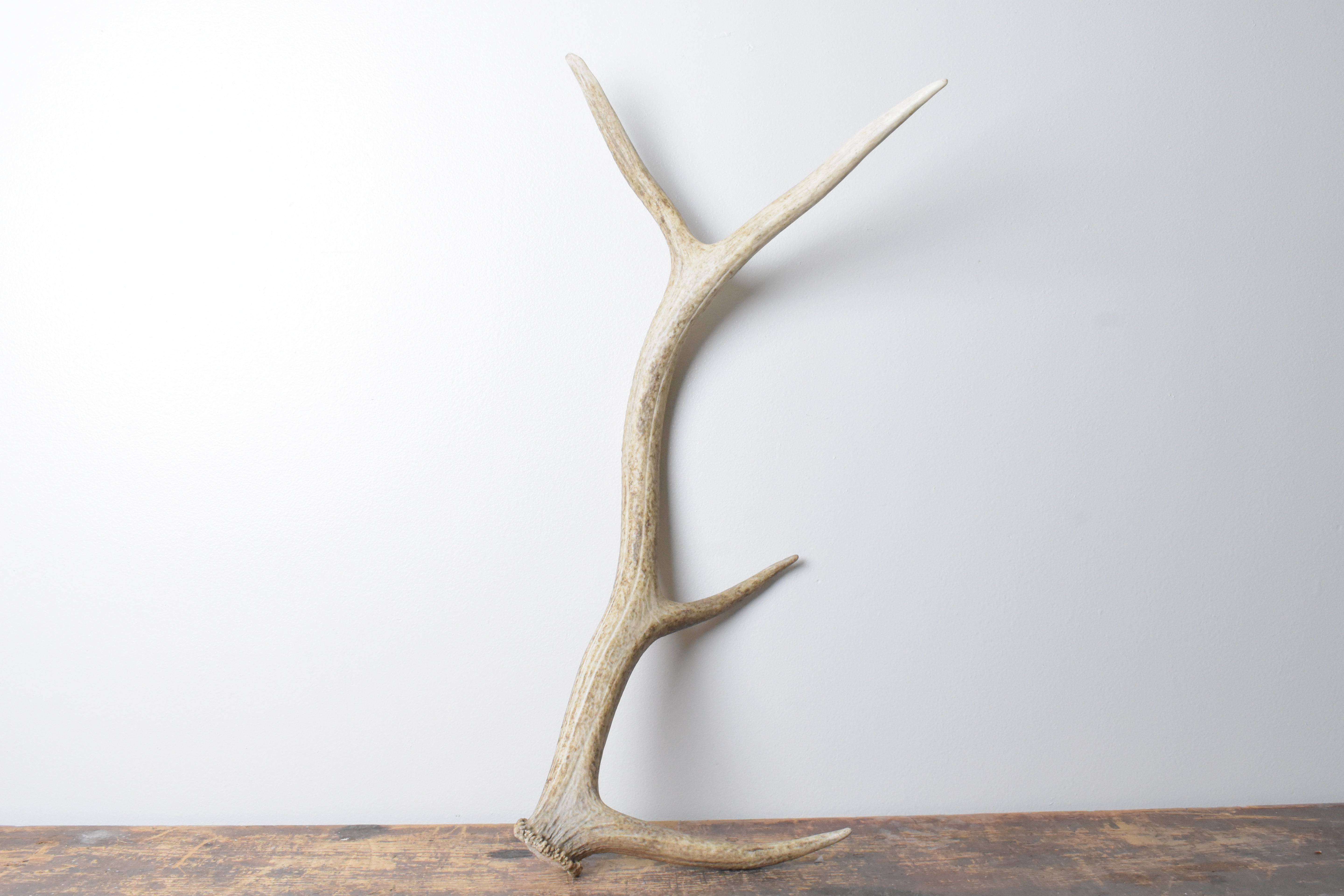 Elk Antler | Medium Size | 107