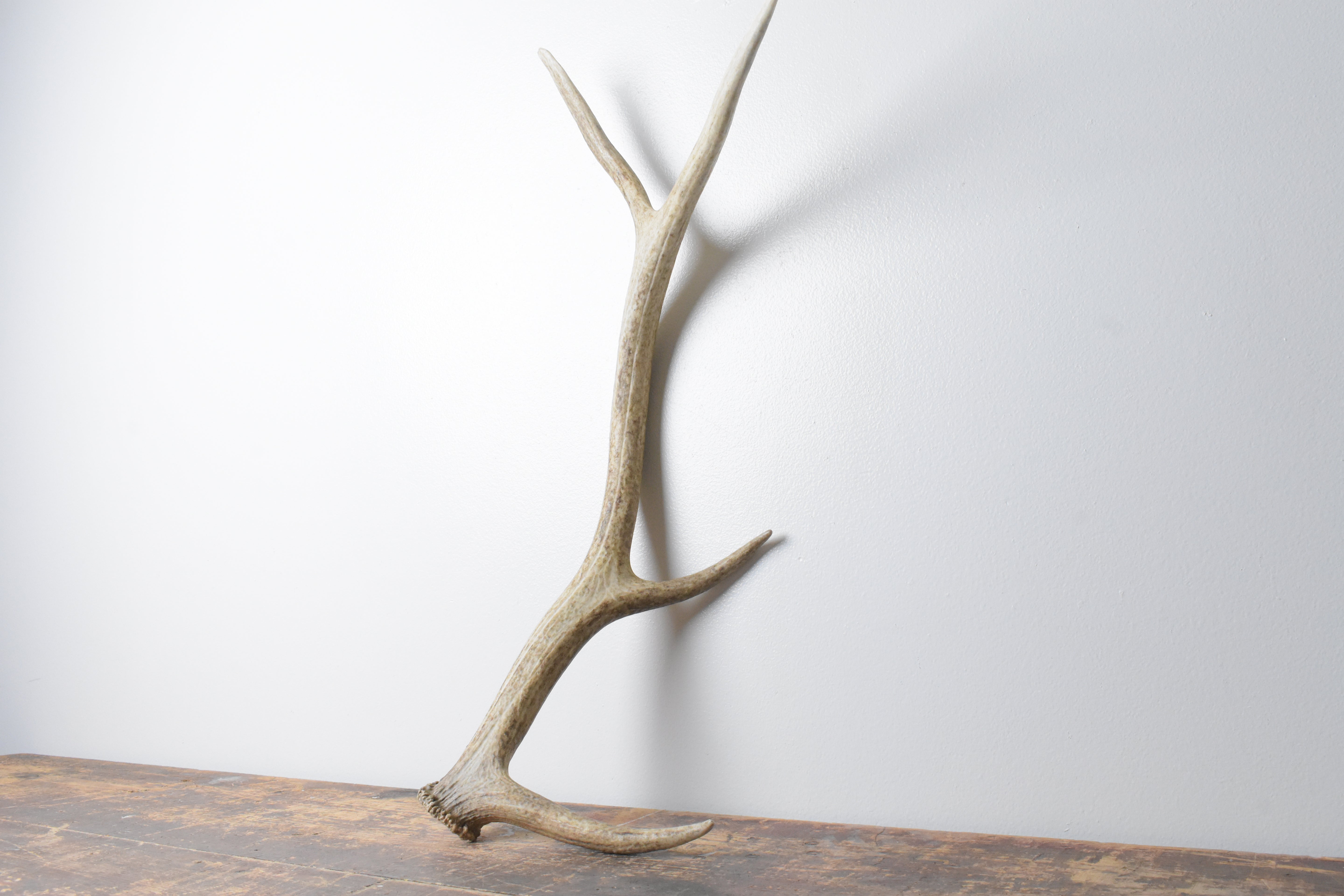 Elk Antler | Medium Size | 107