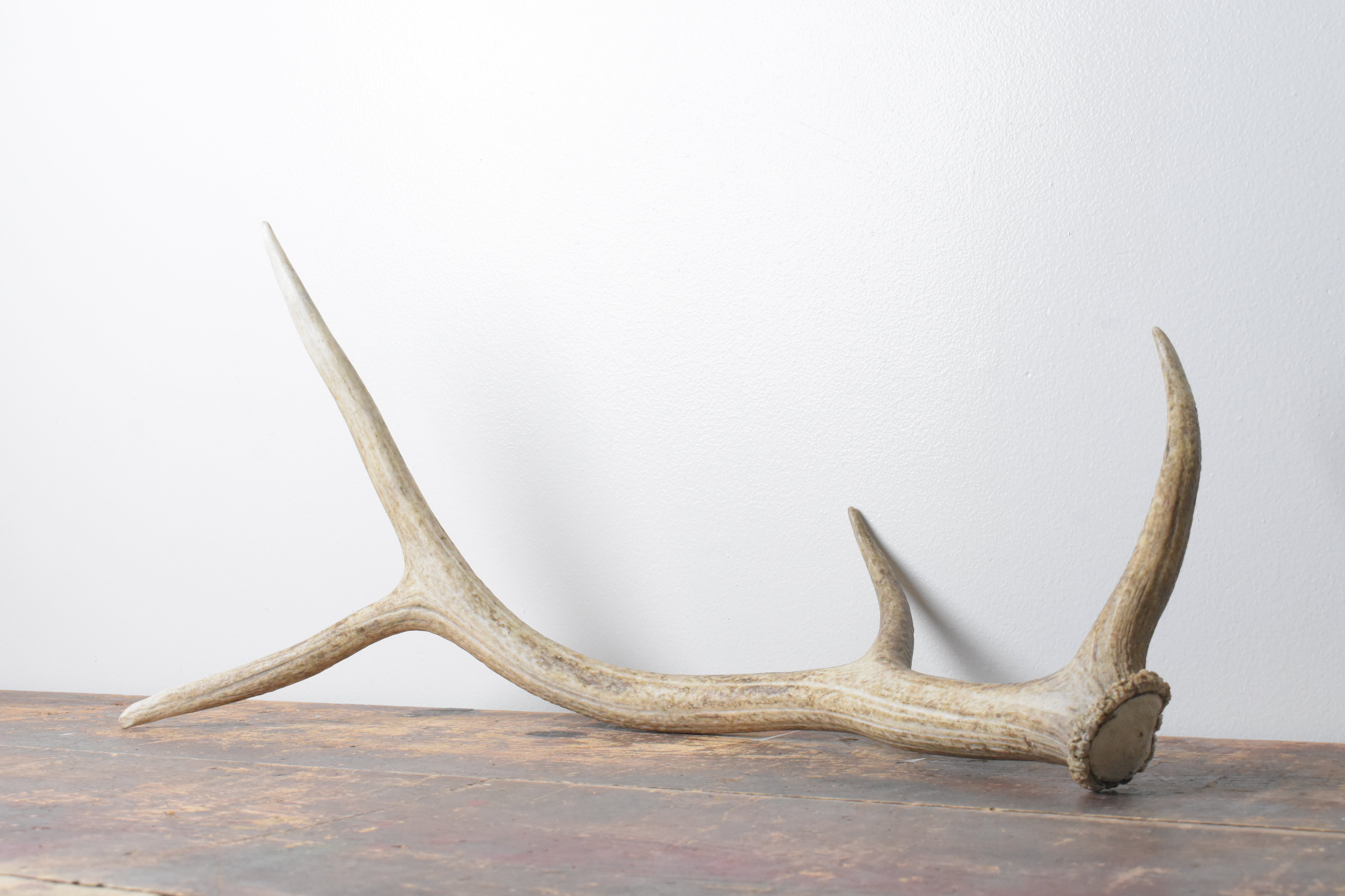 Elk Antler | Medium Size | 107