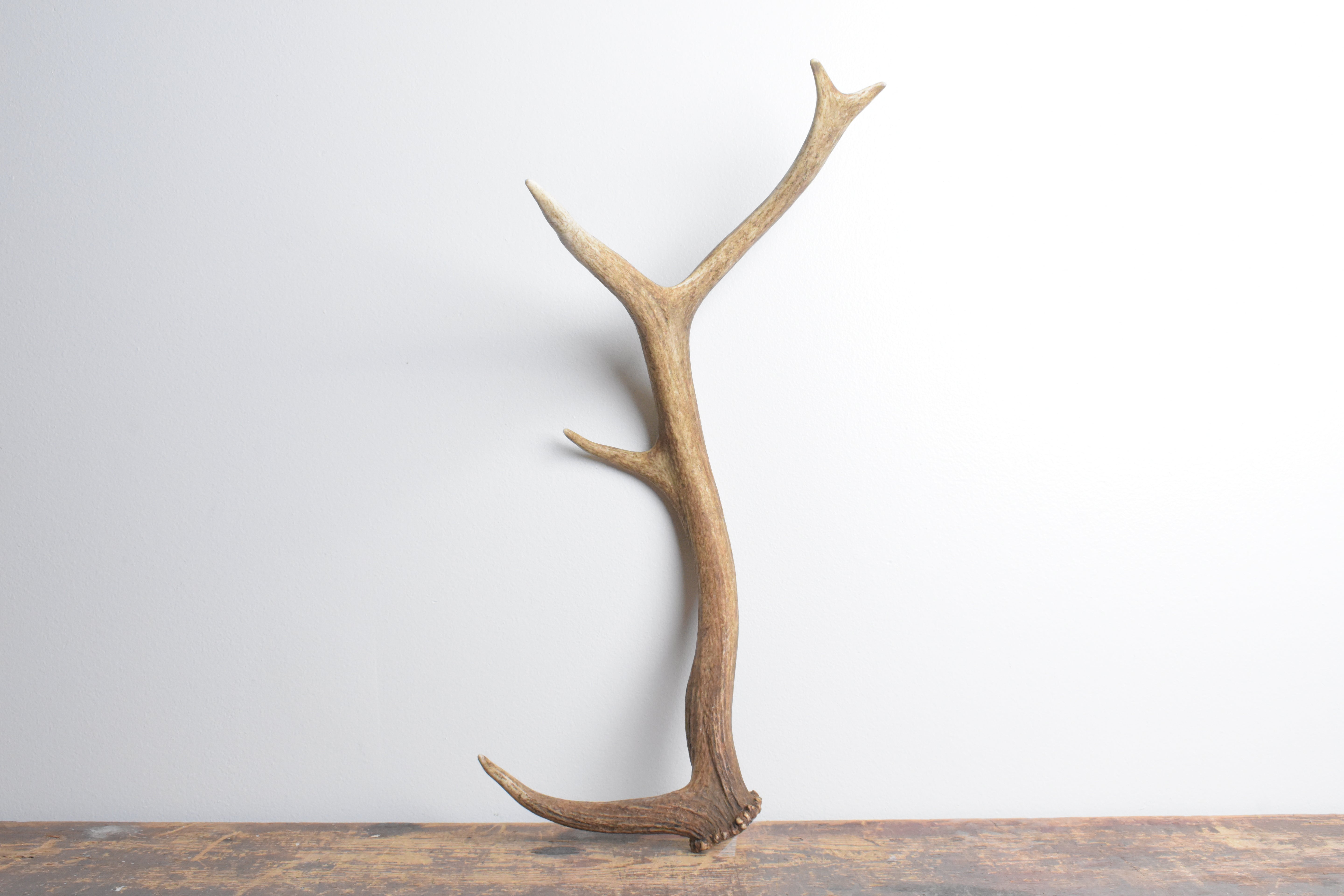 Elk Antler | Small Size | 101