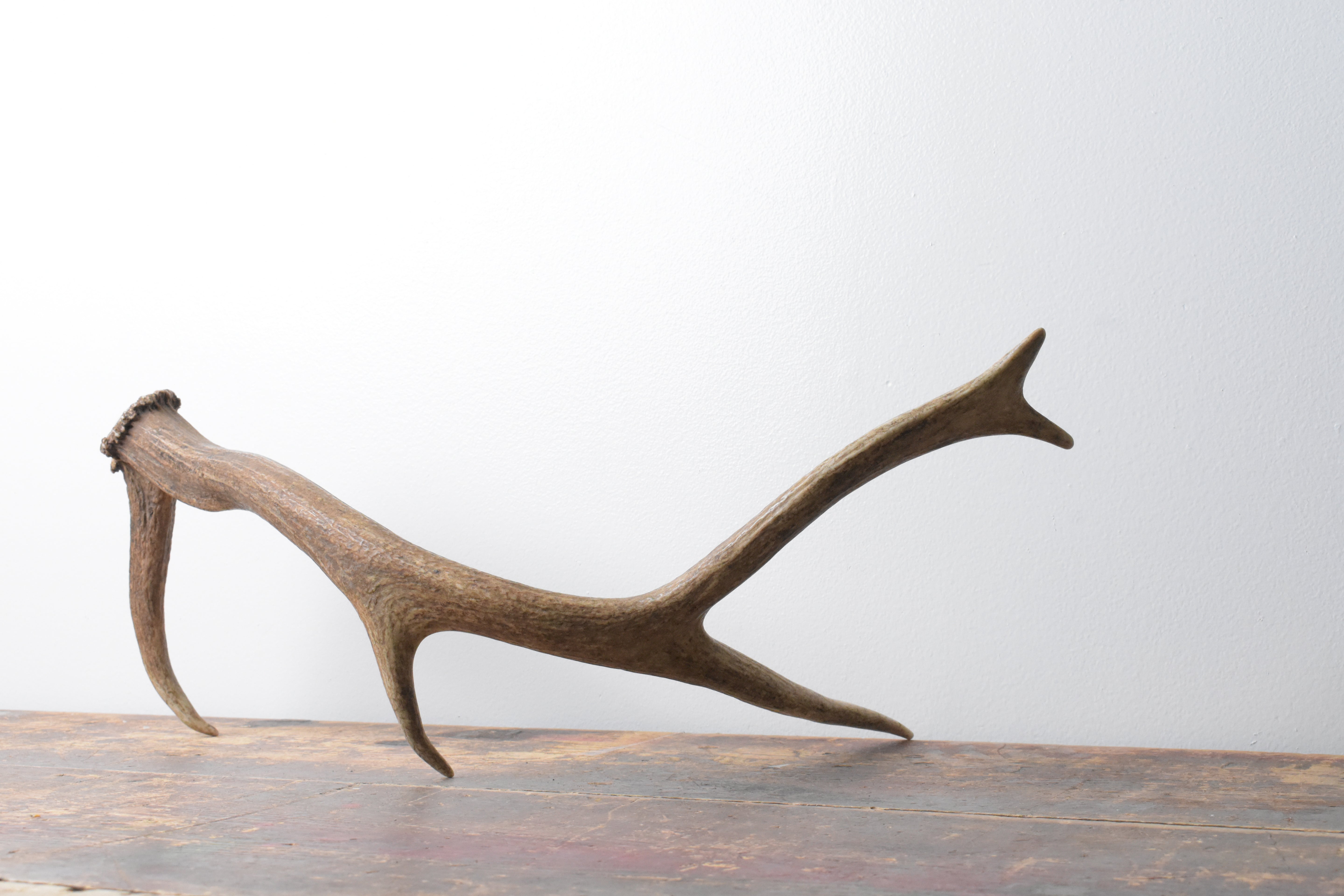 Elk Antler | Small Size | 101