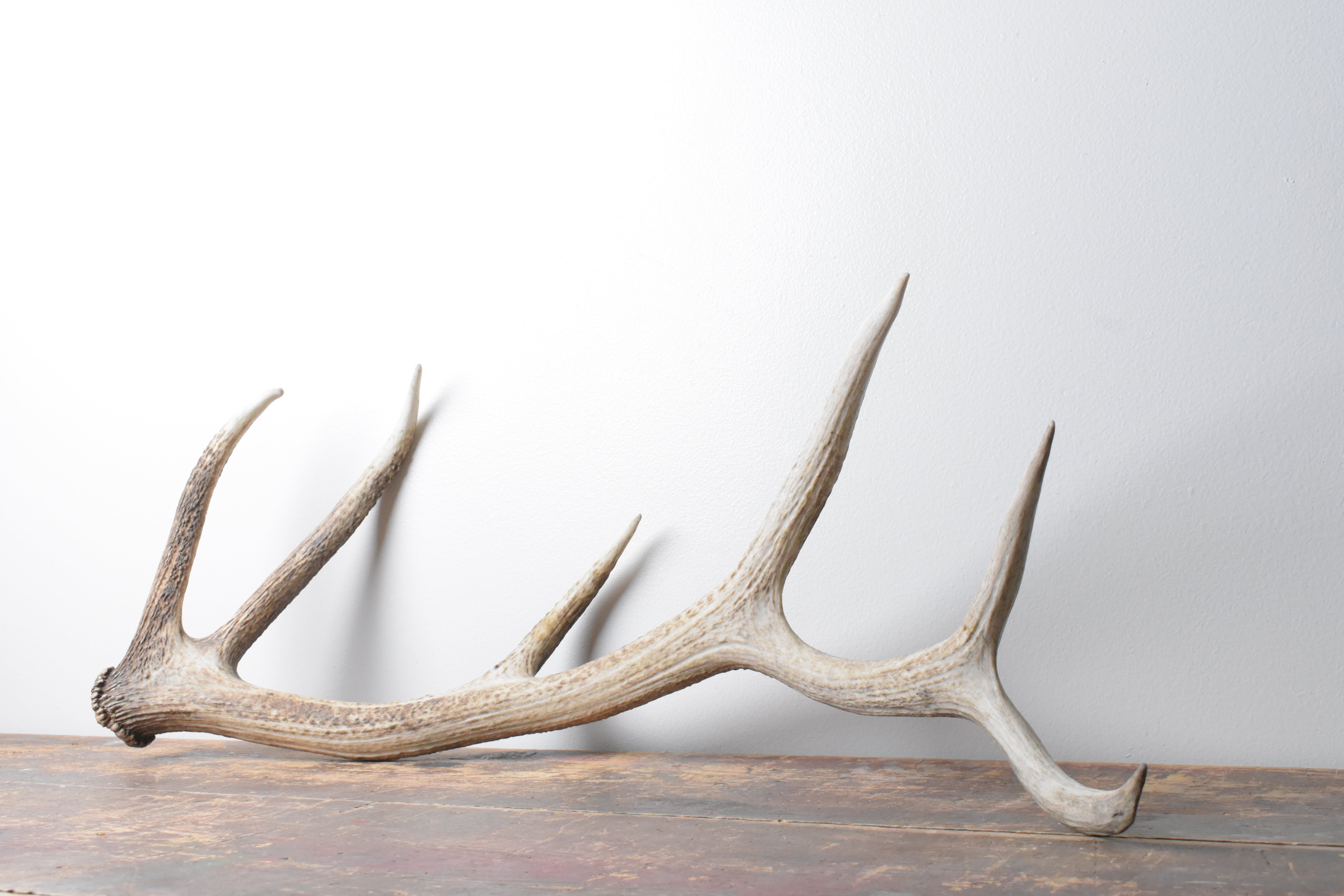 Elk Antler | Medium Size | 103