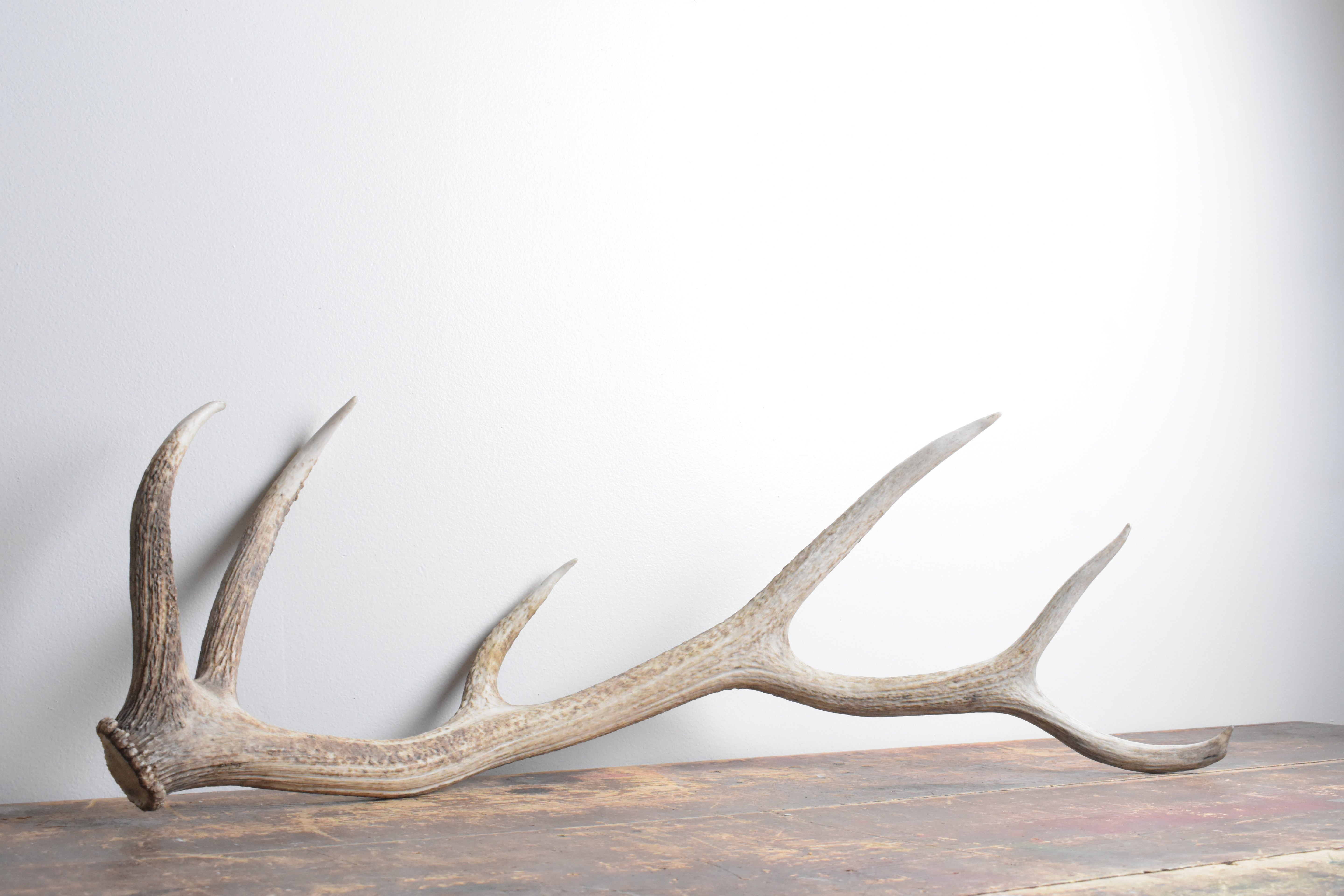 Elk Antler | Medium Size | 103