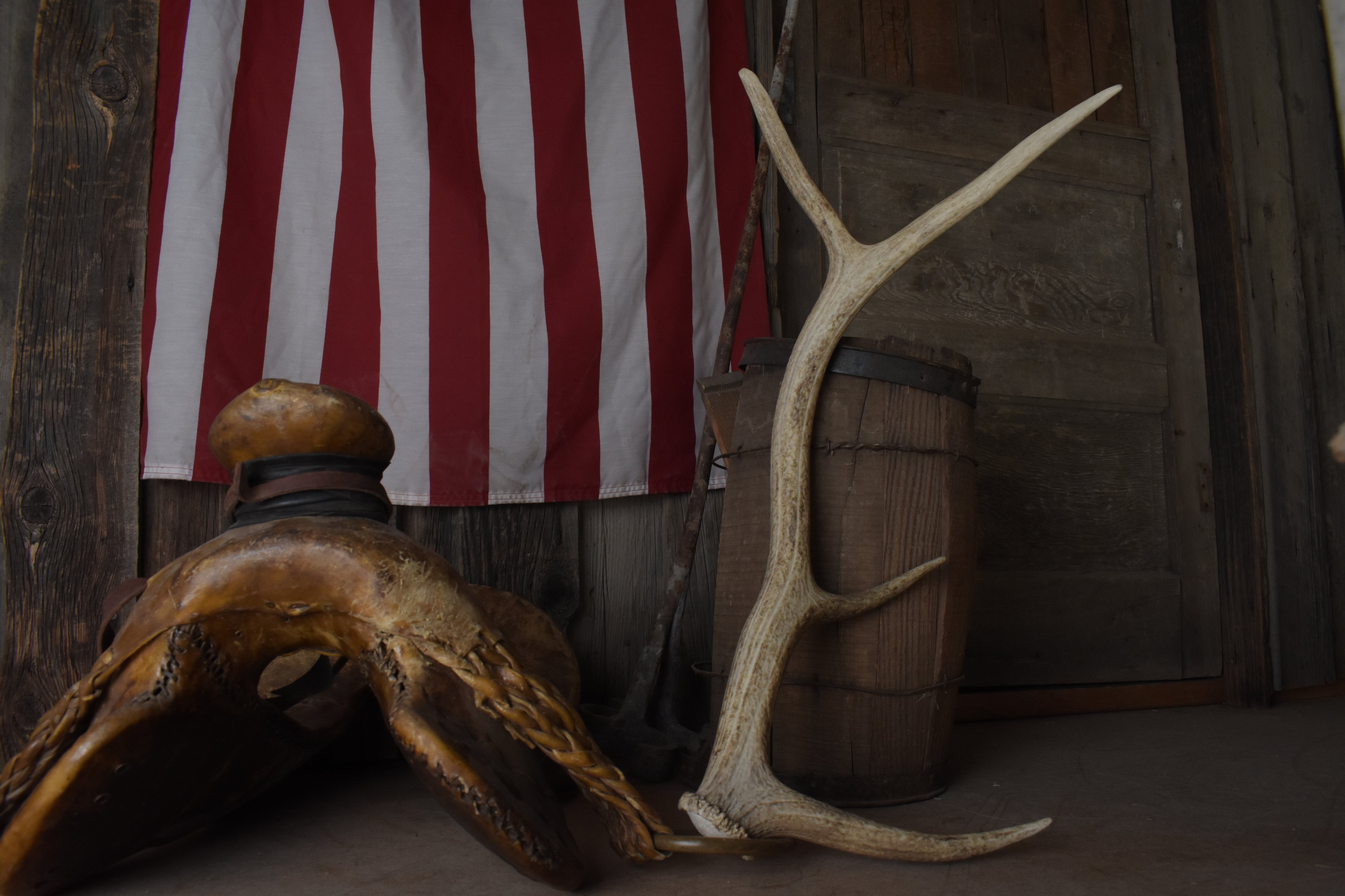 Elk Antler | Medium Size | 107