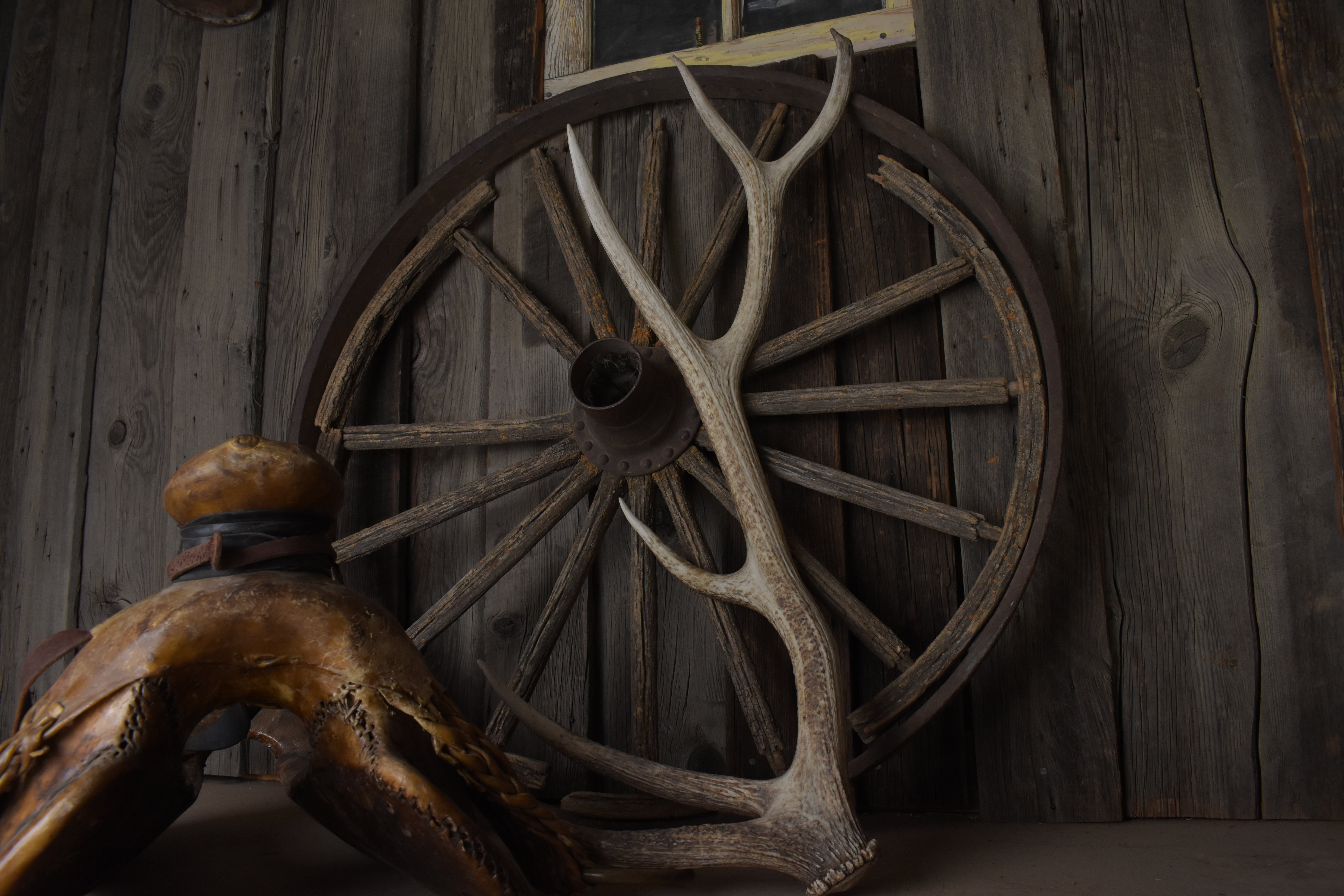 Elk Antler | Medium Size | 103