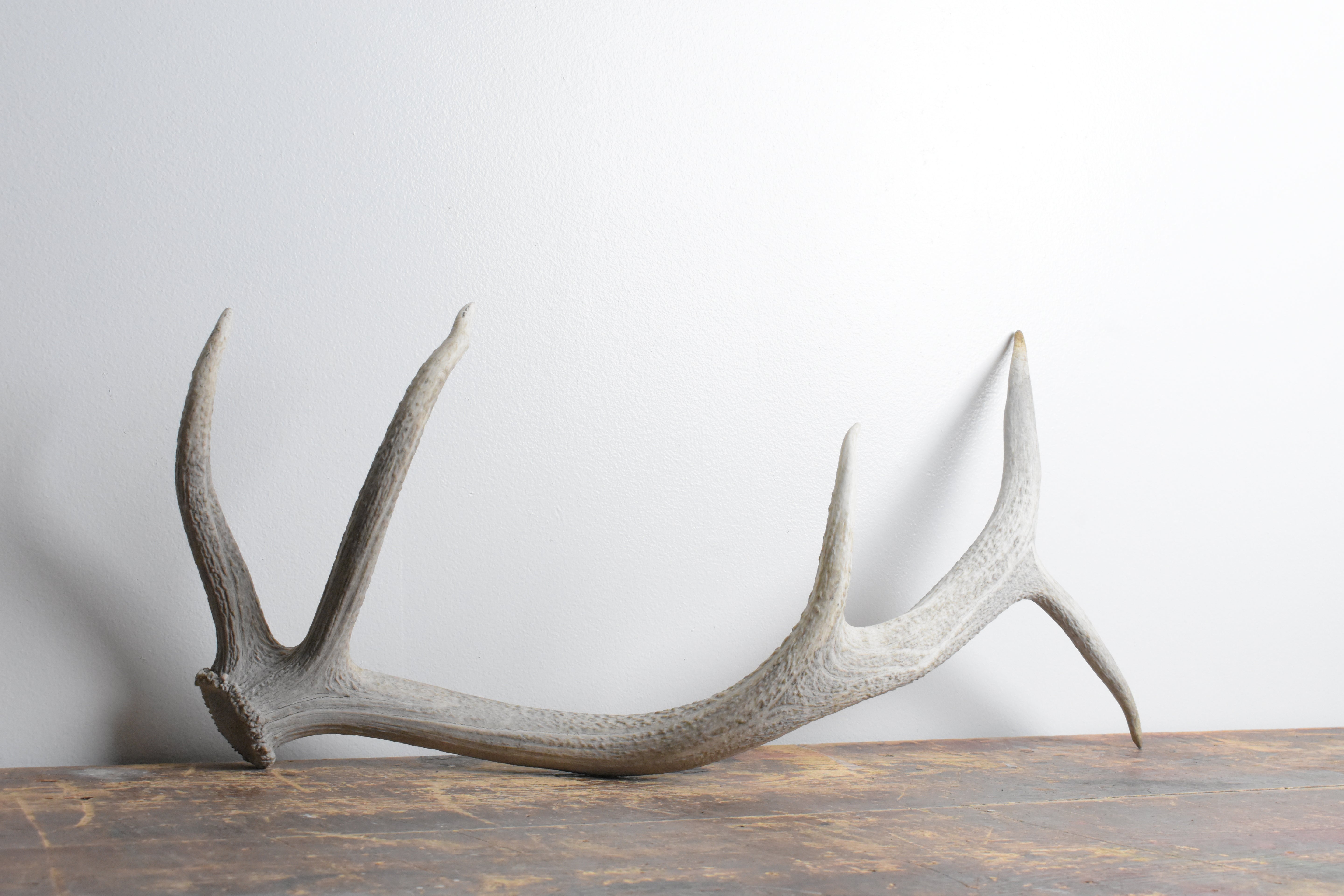 Elk Antler | Small Size | 114