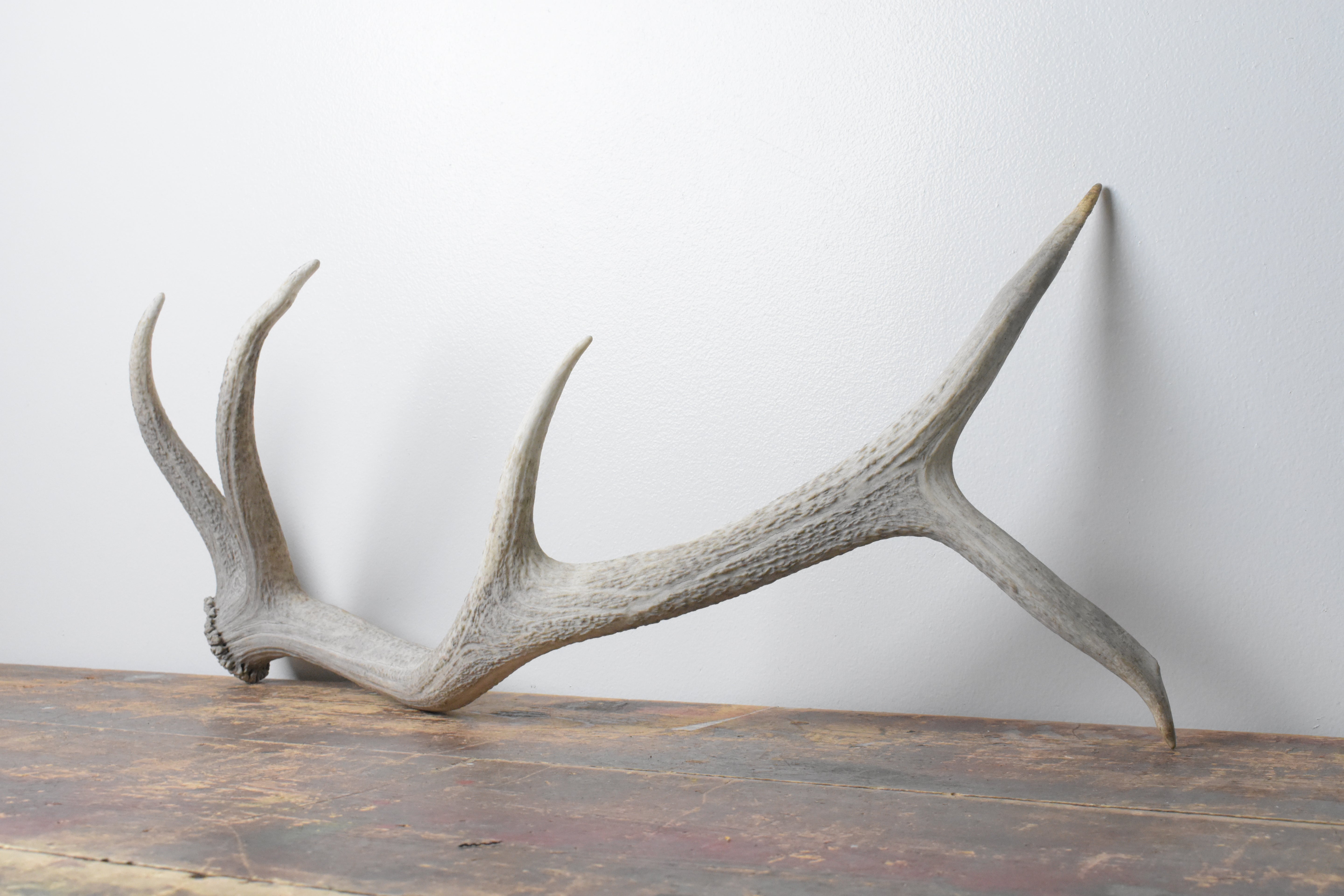 Elk Antler | Small Size | 114