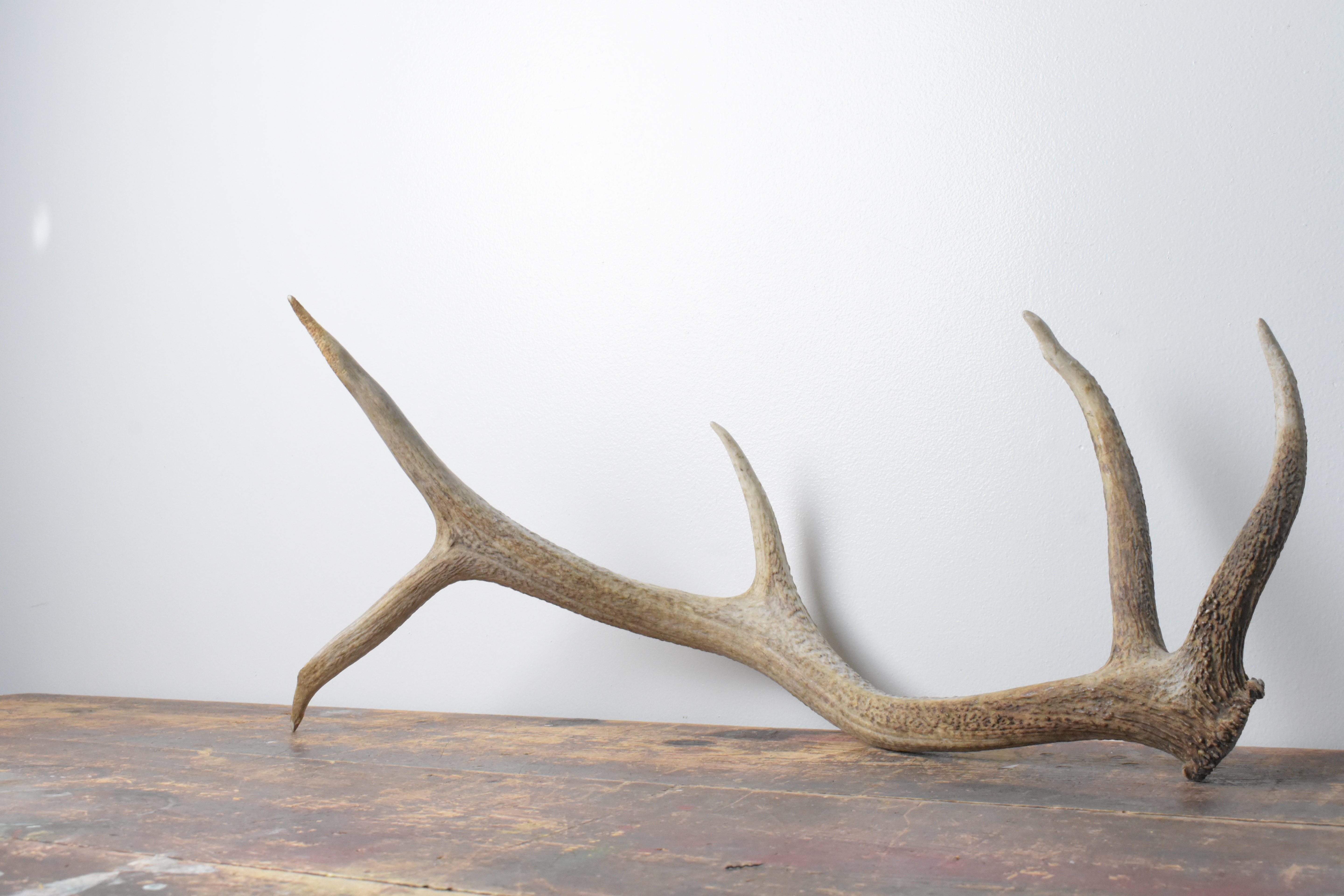 Elk Antler | Small Size | 114