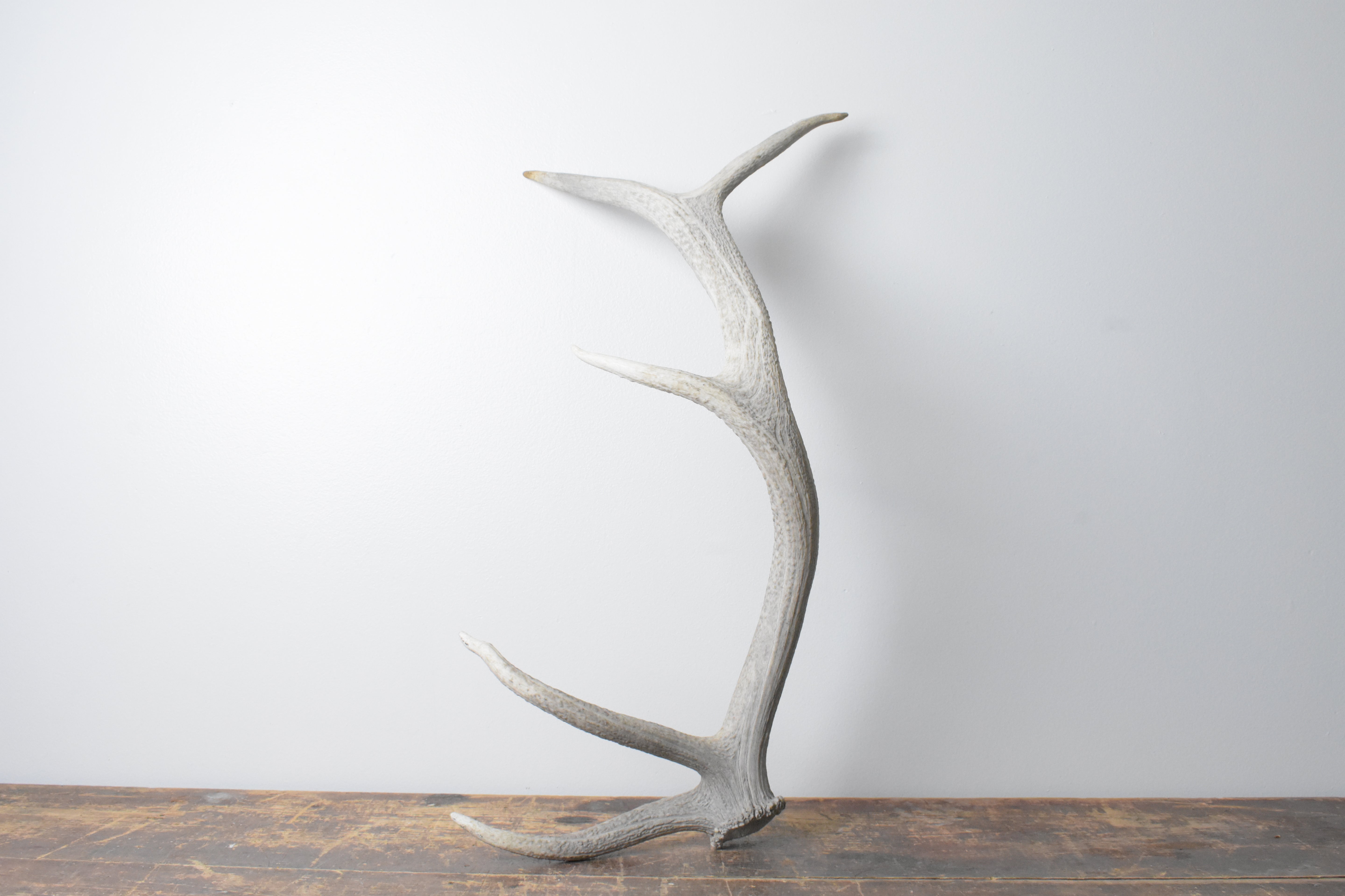 Elk Antler | Small Size | 114
